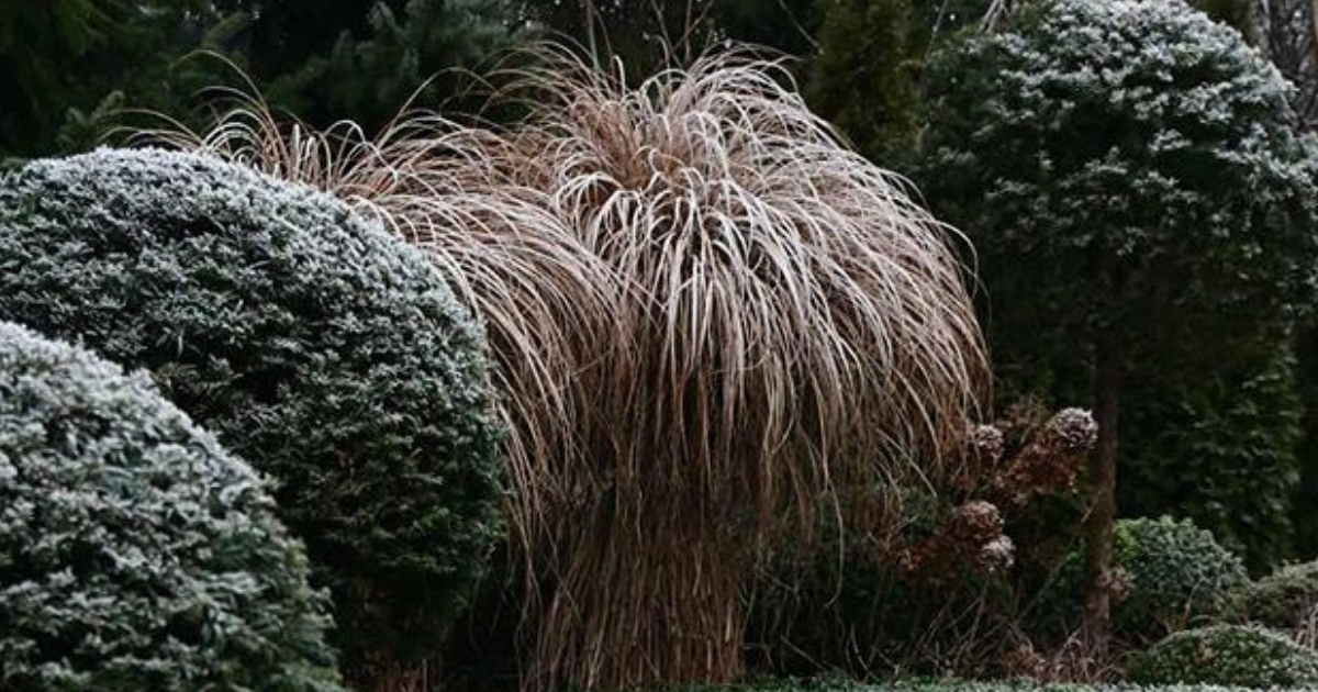 Tisa: zimzelena grmovnica ki se jo da oblikovati