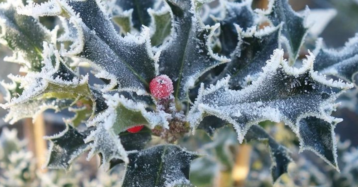 Zimzelene trajnice - Bodika