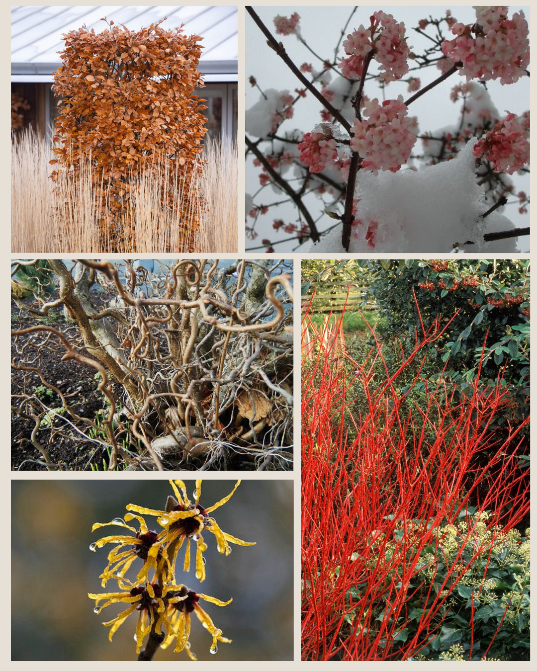 Listopadne rastline, ki izgledajo lepo tudi pozimi