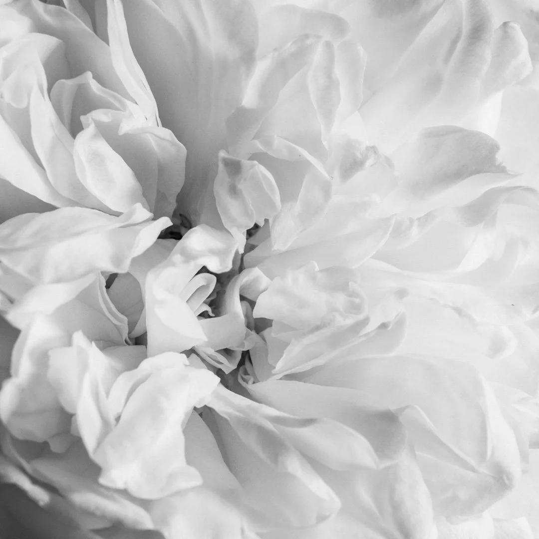 (260531_D004) Rosa 'Bring Me Sunshine' (Ausernie) No.2