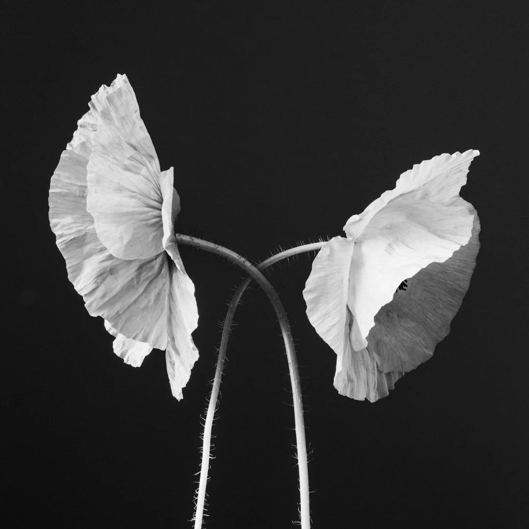 (260619_D006) Field Poppy No. 6