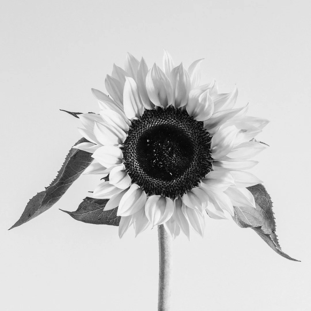 (260618_D001) Sunflower No. 1
