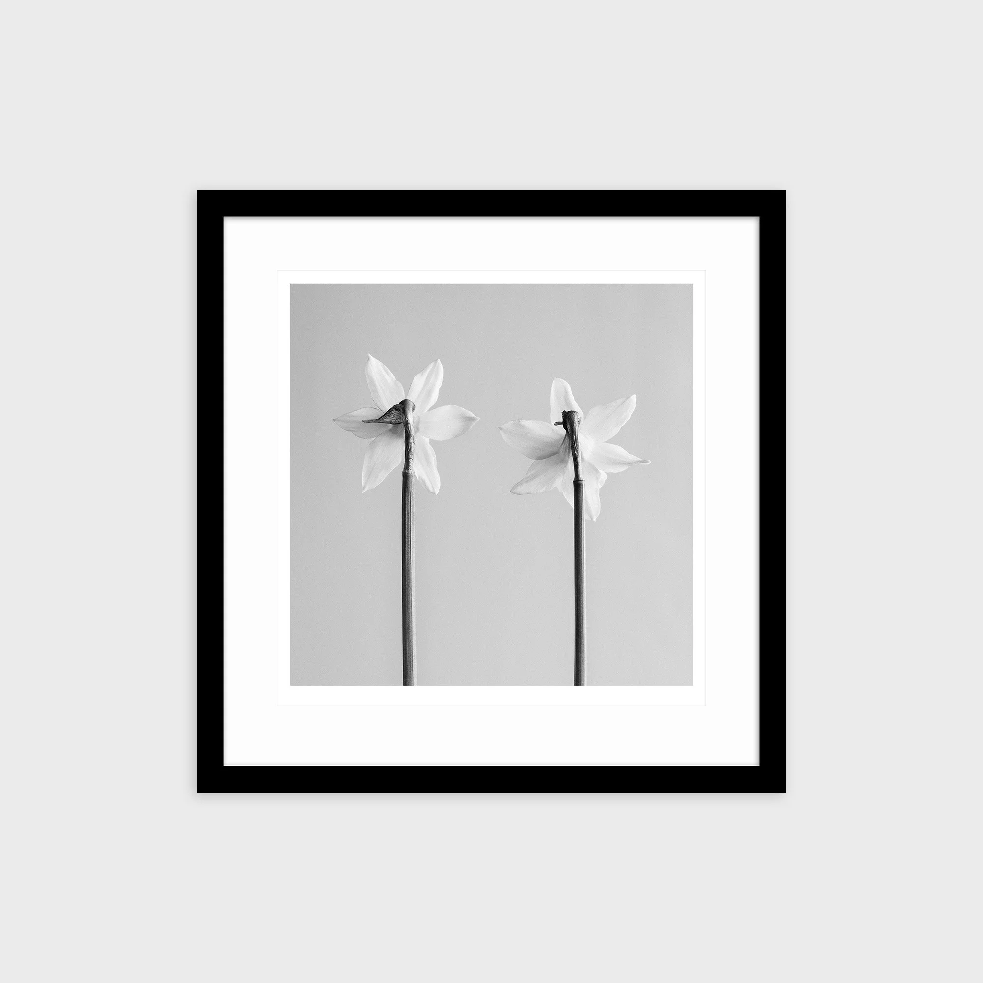 Narcissus Tete-a-tete No. 3