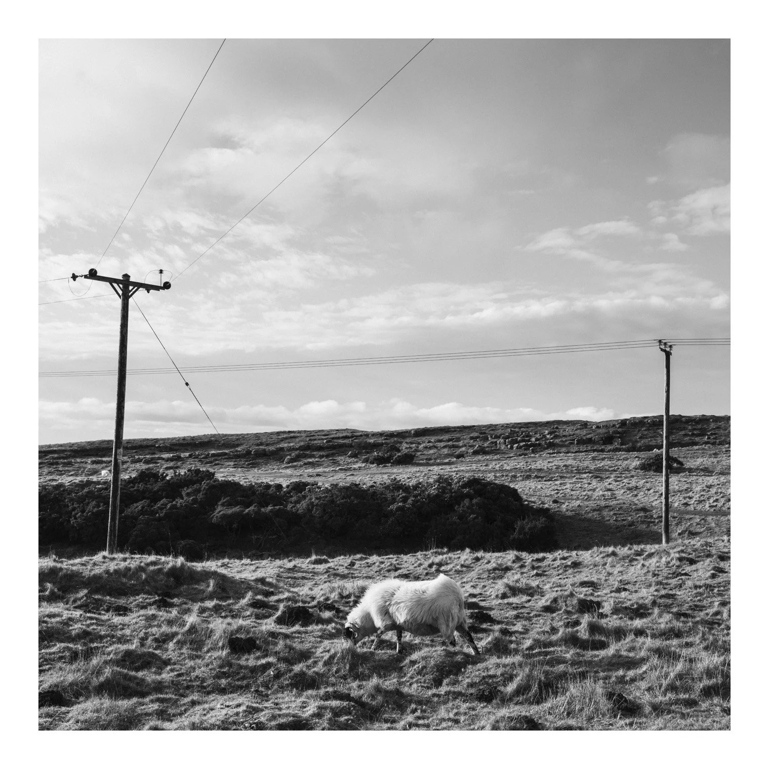 (250310-D017) Wool, Holmepark Fell. (LtdEd.50)