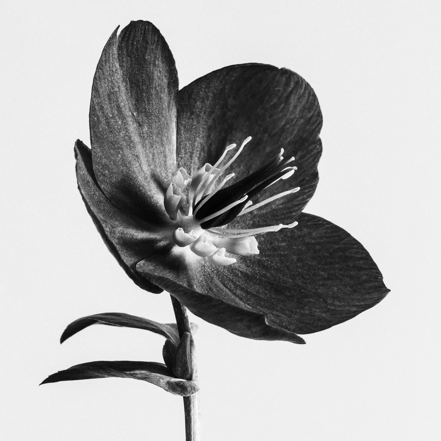 (260318-D008) Hellebore No. 1