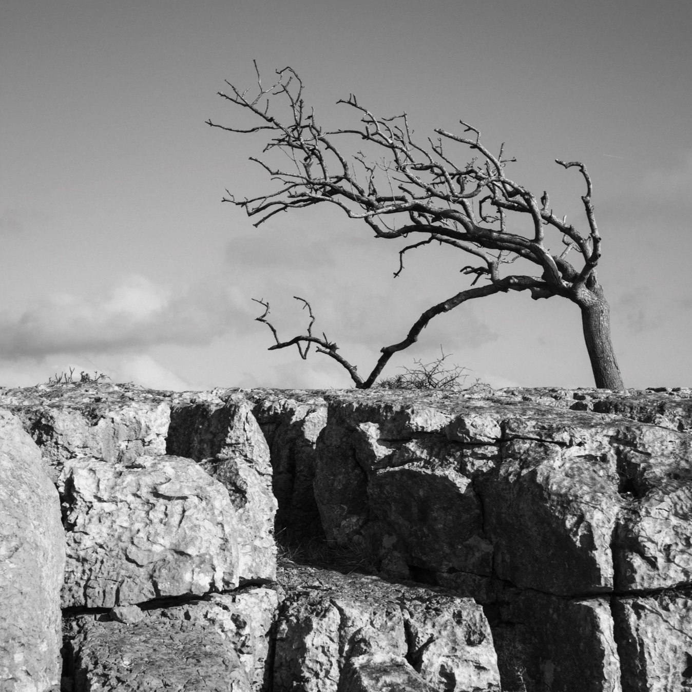 (250310-D004) Prevailing wind, Newbiggin Crags. (LtdEd.50)
