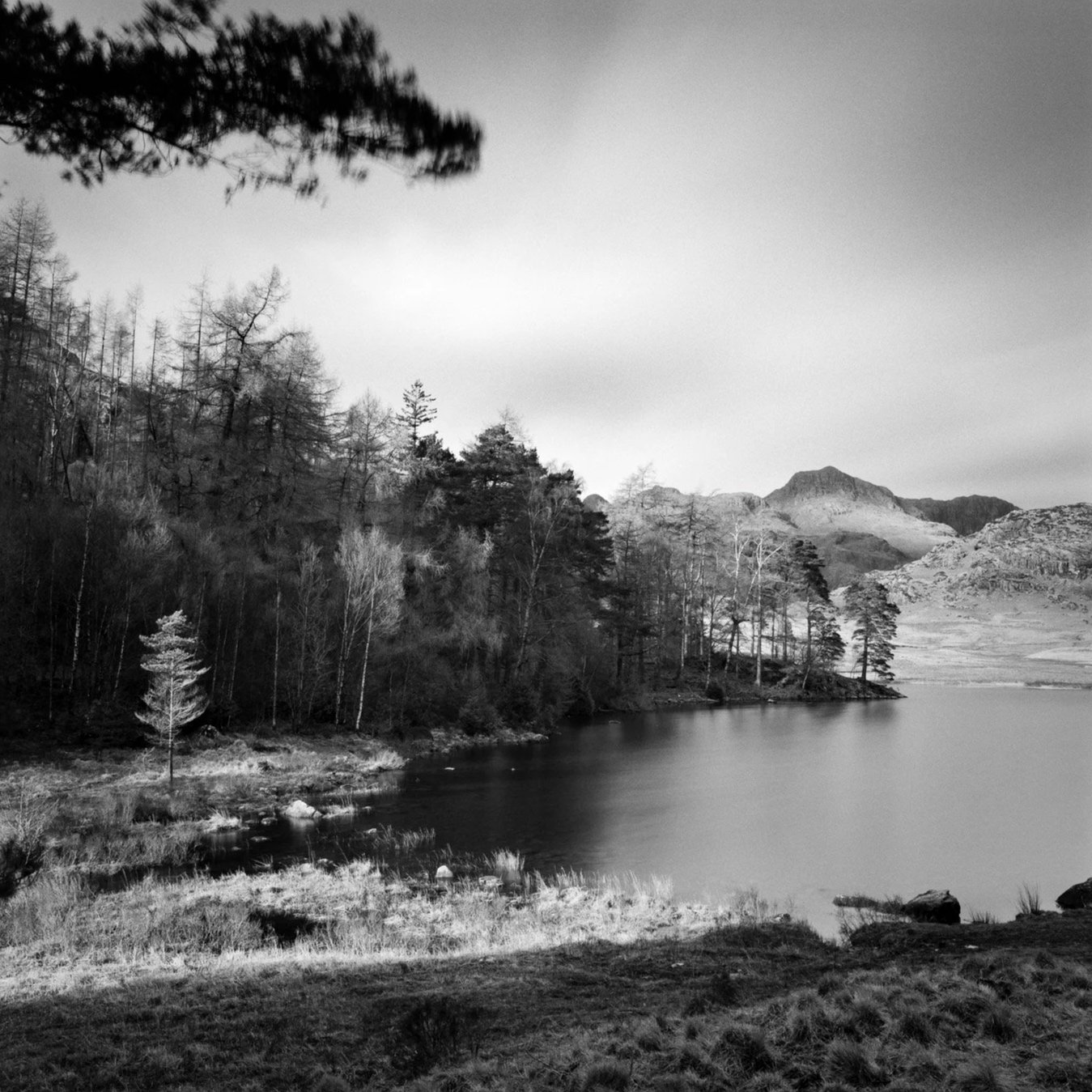 (240130-F0704) Windblown trees, Blea Tarn (LtdEd.50)