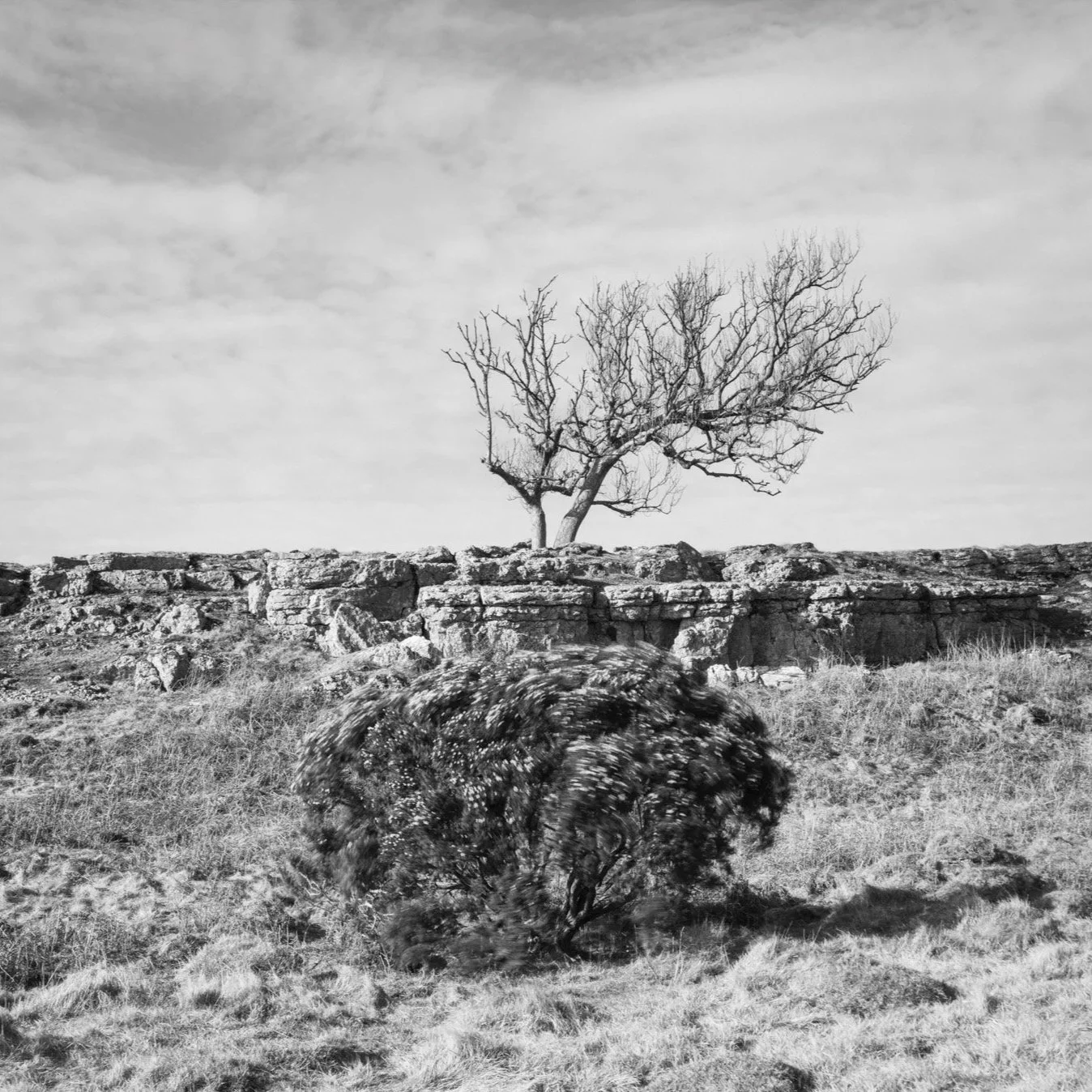(250310-D011) Gorse, Newbiggin Crags. (LtdEd.50)