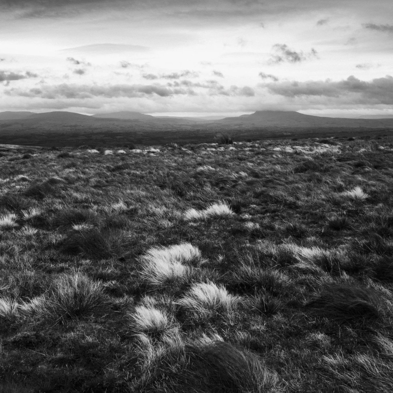 (251205-D003) Moorland grass, Bowland. (LtdEd.50)