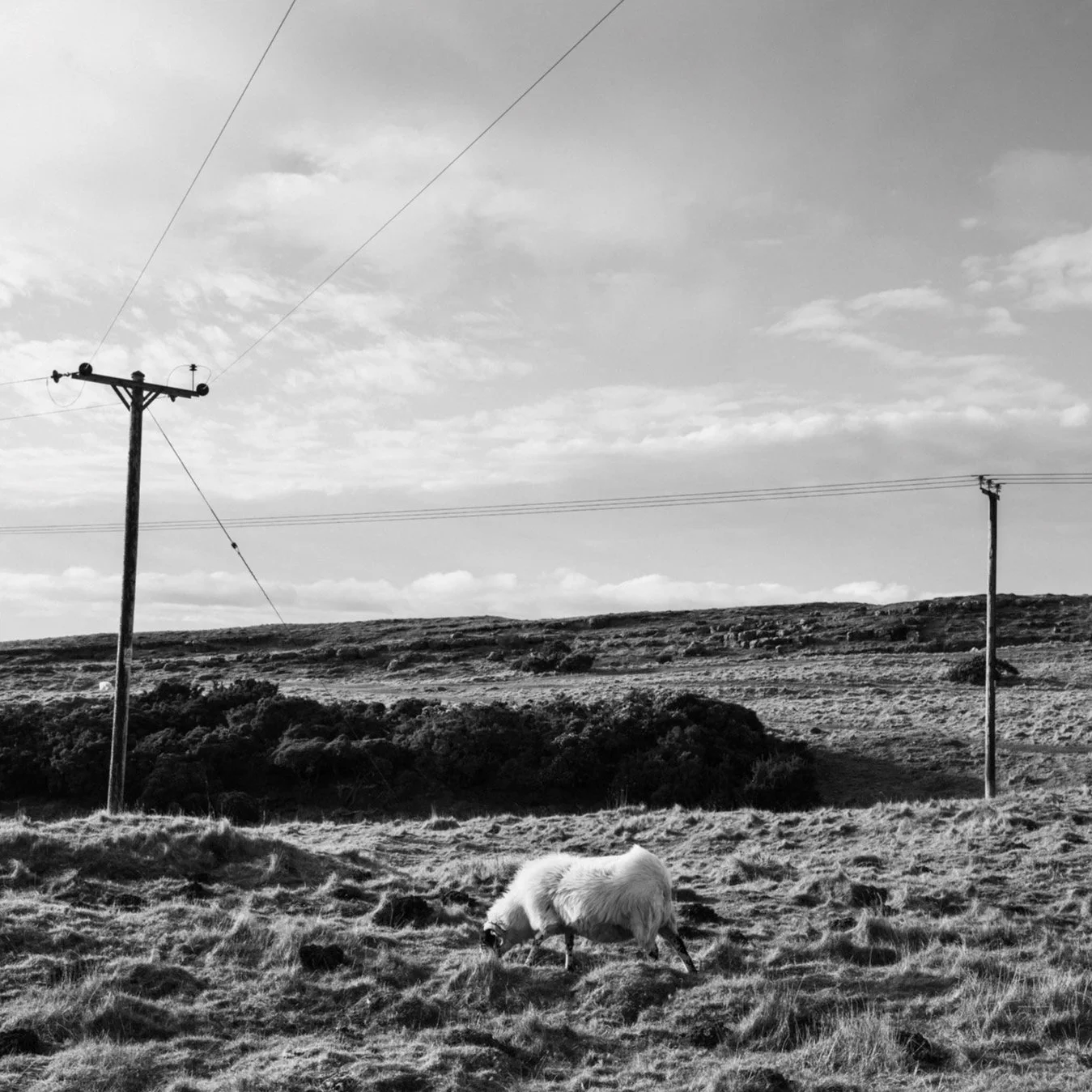(250310-D017) Wool, Holmepark Fell. (LtdEd.50)