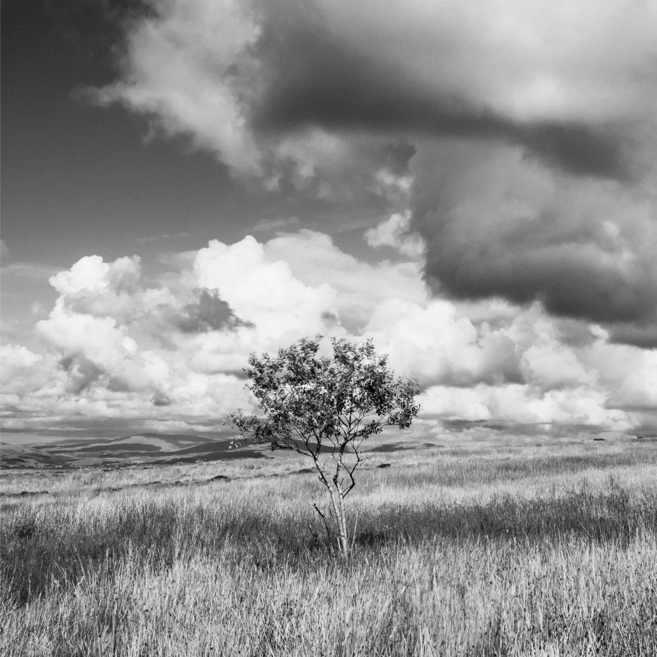 (250829-D014) Solitary, Caton Moor. (LtdEd.50)
