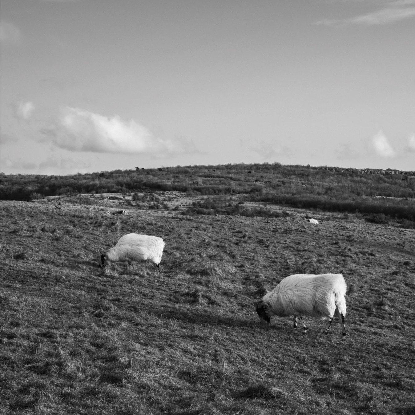 (250310-D016) Wool, Clawthorpe Fell. (LtdEd.50)