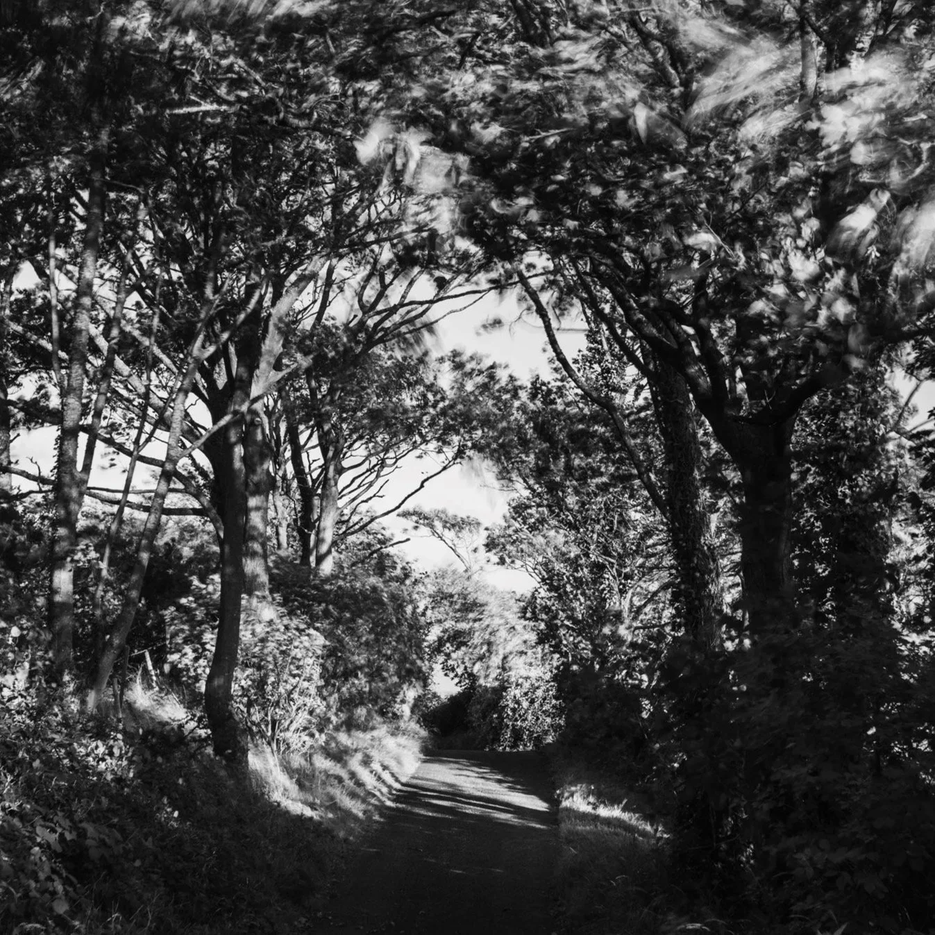 (250804-D012) Road to Jenny Brown's Point, Silverdale (LtdEd.50)