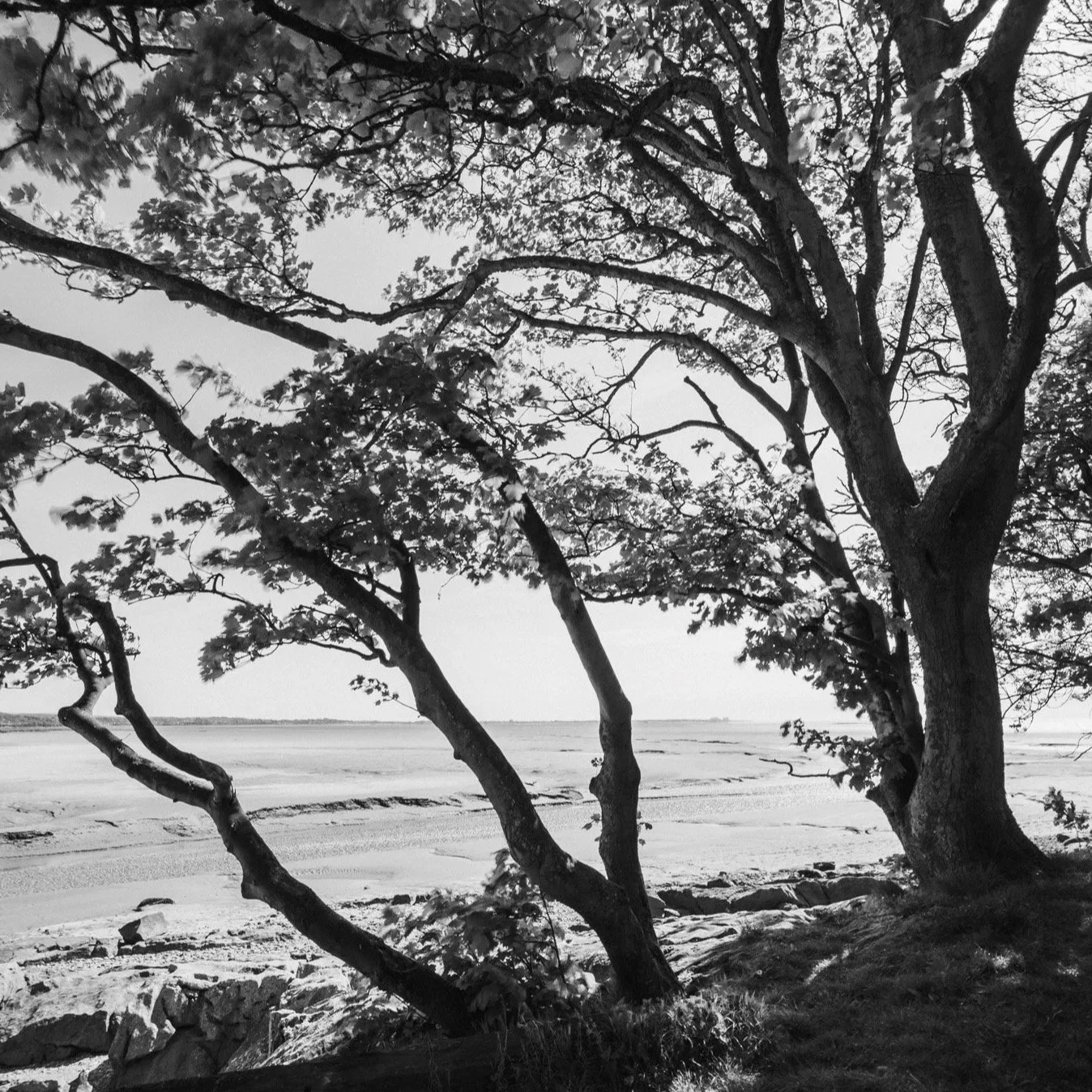 (250507-D005) Wind through leaves, Jenny Brown's Point. (LtdEd.50)