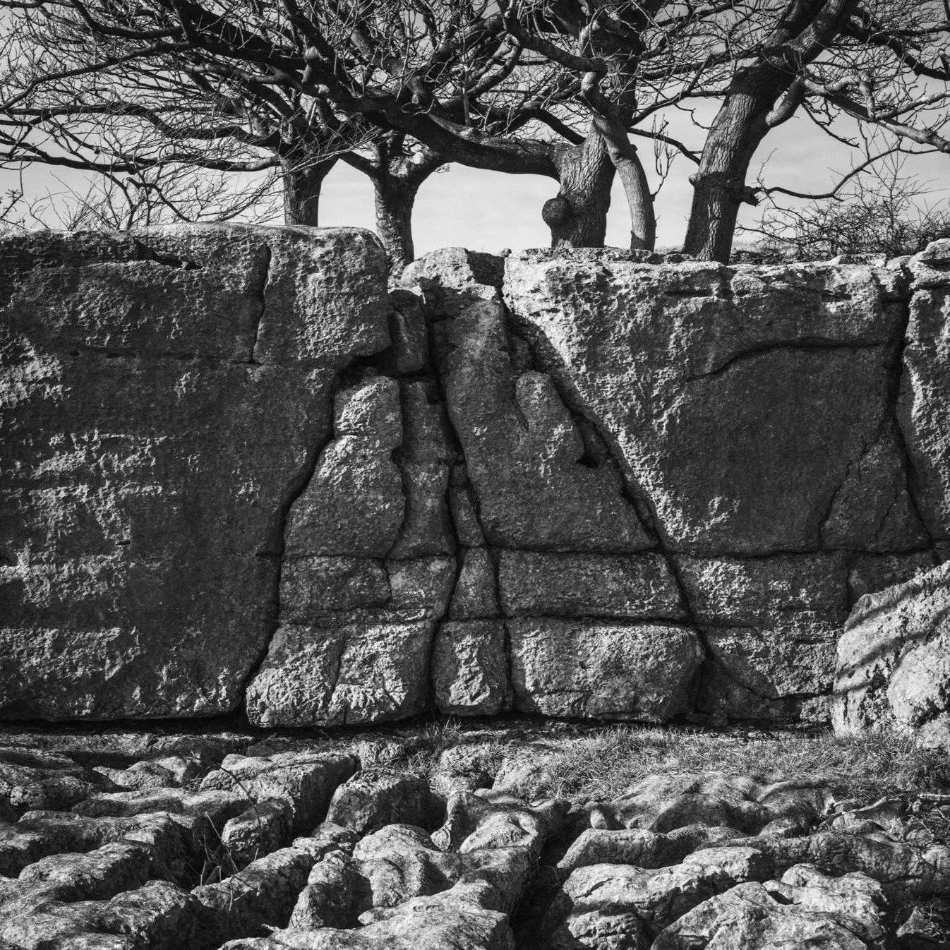 (250310-D009) Roots, Holmepark Fell. (LtdEd.50)