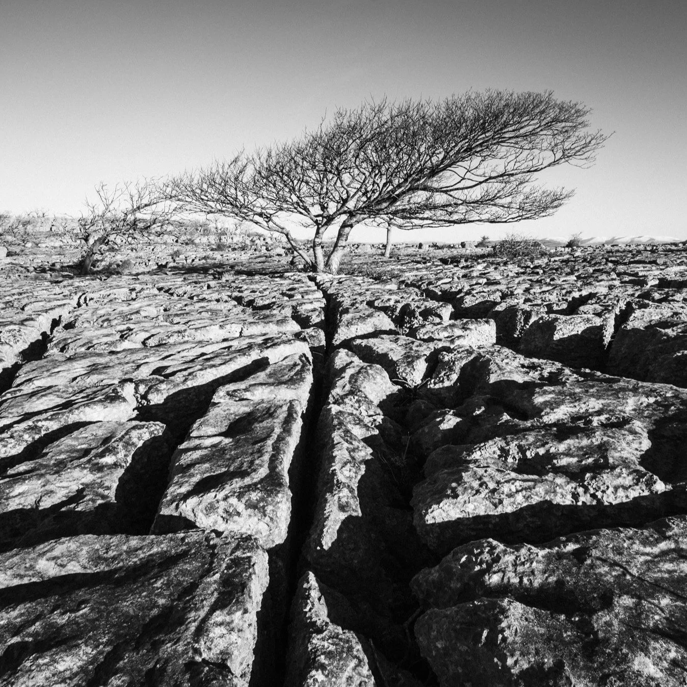 (260214-D007) Aligned, Newbiggin Crags. (LtdEd.50)