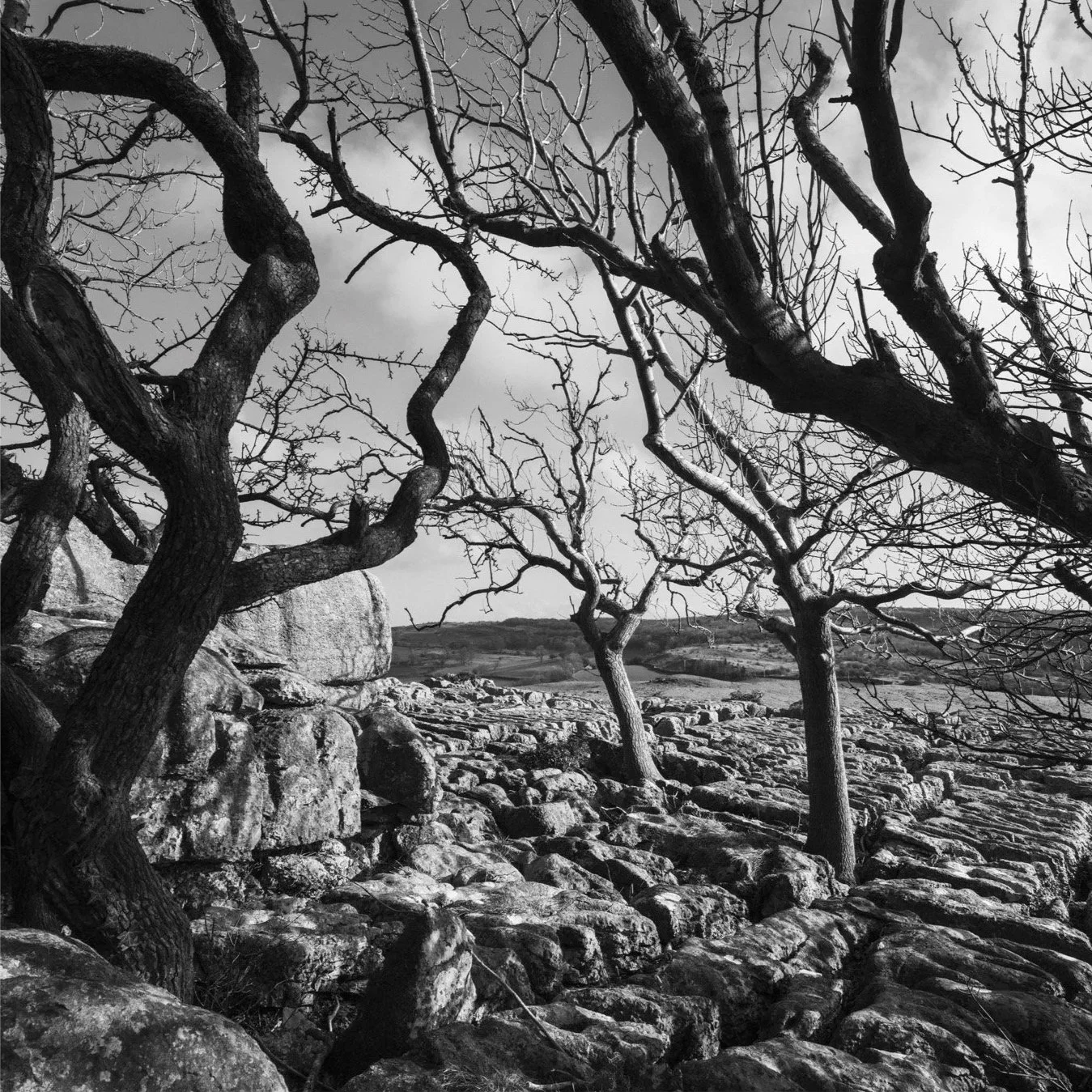 (250310-D010) Branches and grikes, Holmepark Fell. (LtdEd.50)