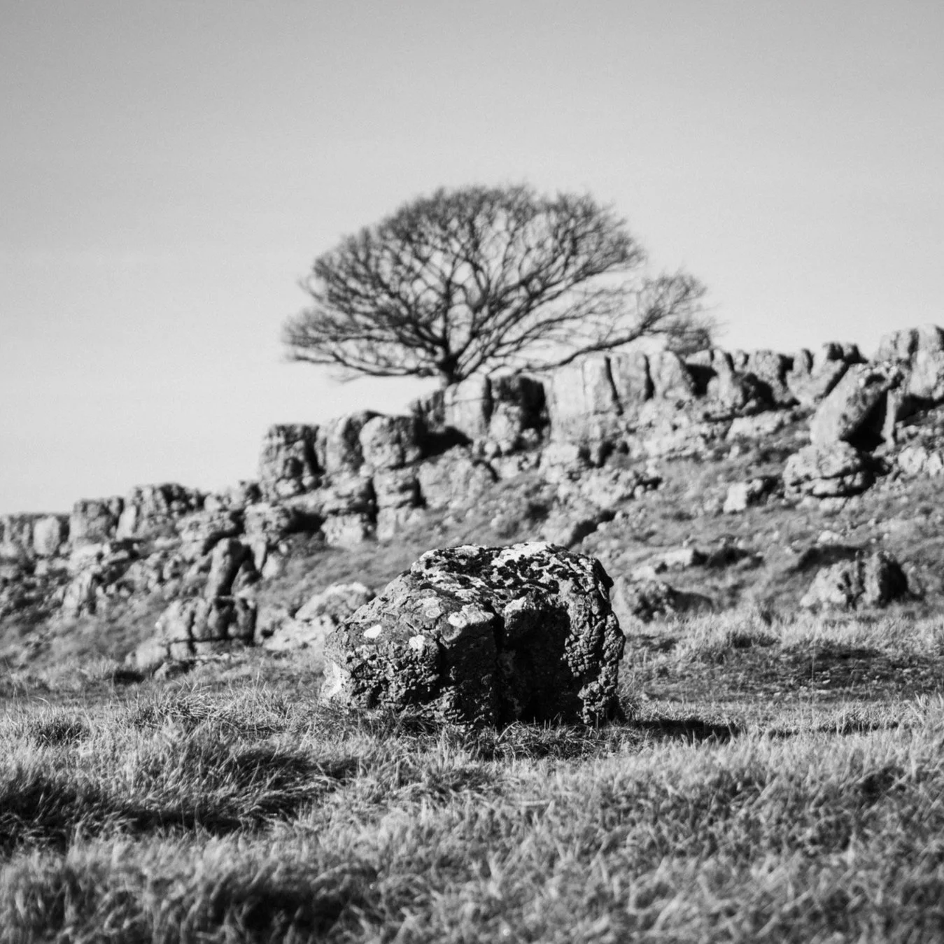 (2260214-D014) Solitary, Newbiggin Crags. (LtdEd.50)