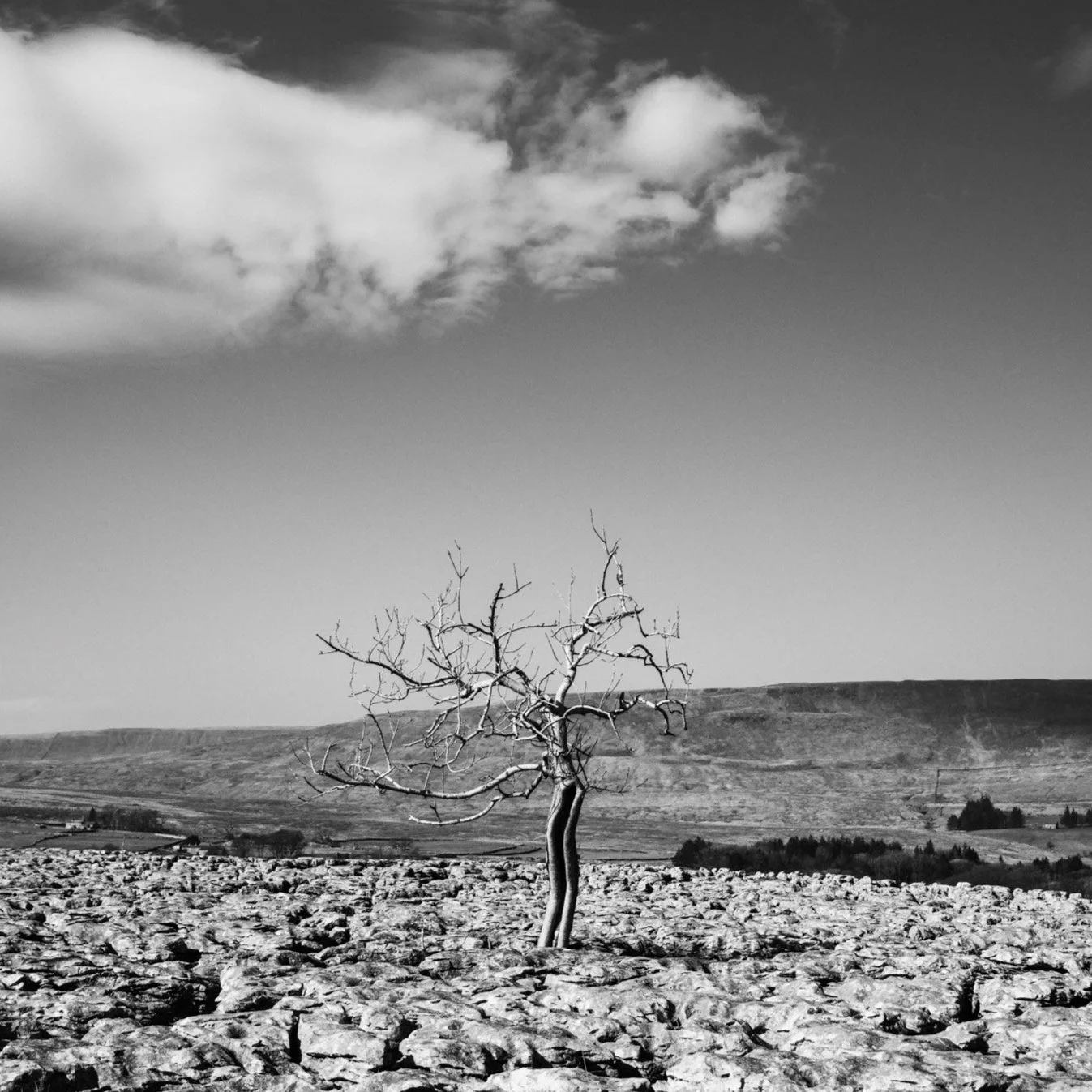 (250309-D003) Winter light, North Yorkshire. (LtdEd.50)