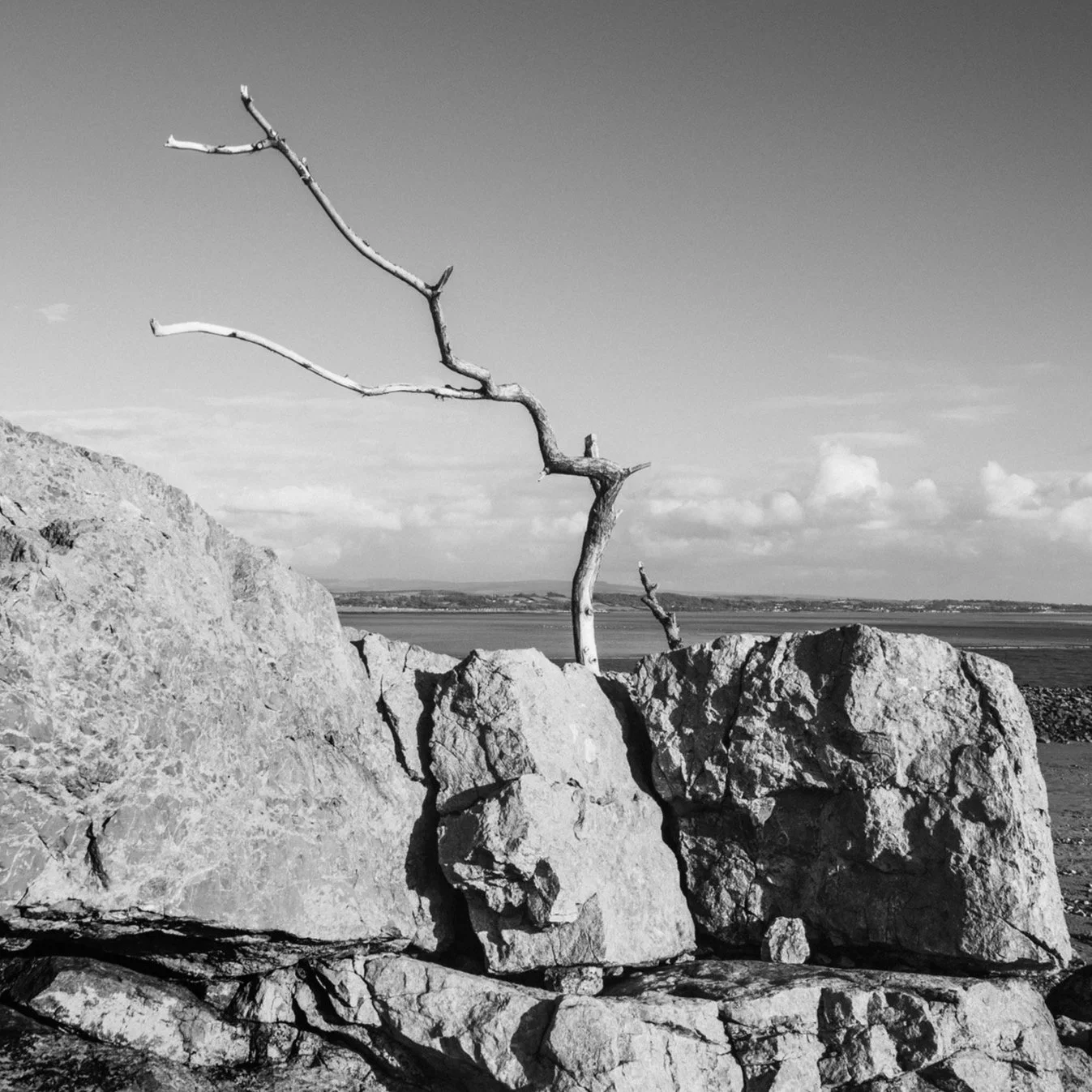 (250804-D009) Barren tree, Silverdale (LtdEd.50)
