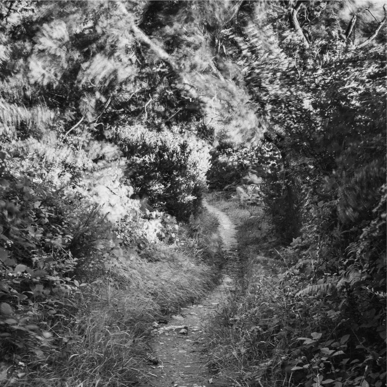 (250804-D010) Coastal winds, Silverdale (LtdEd.50)