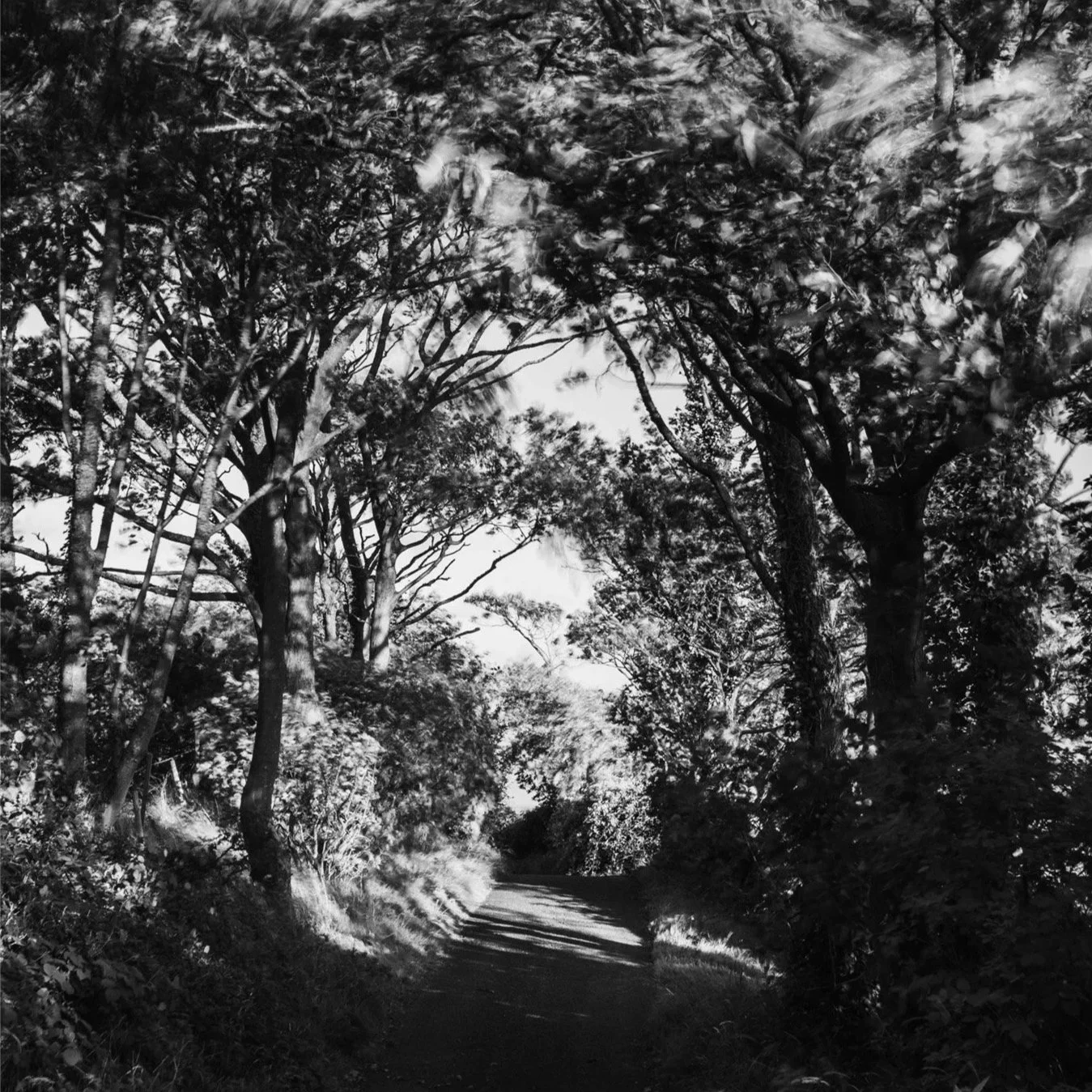 (250804-D012) Road to Jenny Brown's Point, Silverdale (LtdEd.50)