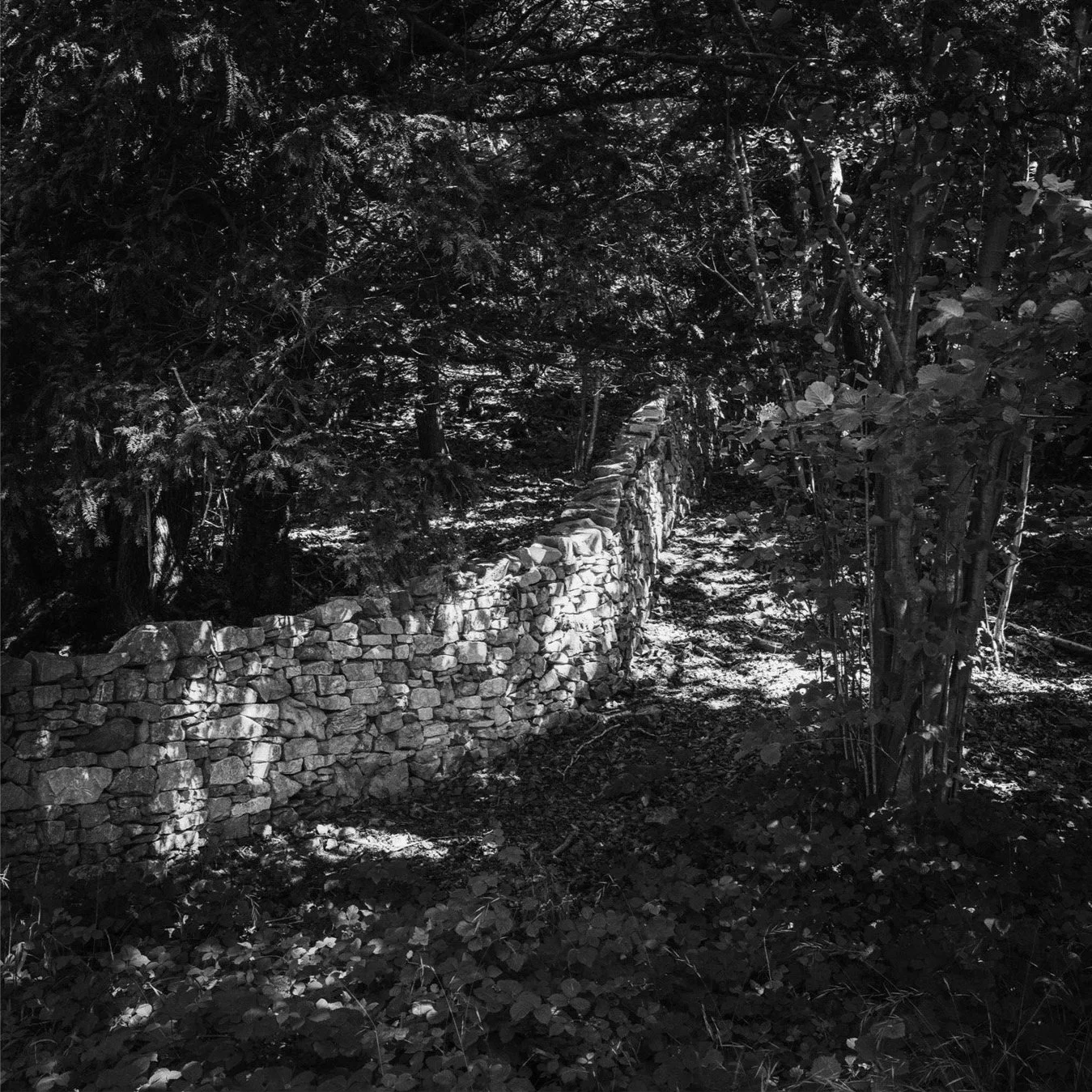 (240806-D1211) A wall in the woods, Arnside (LtdEd.50)