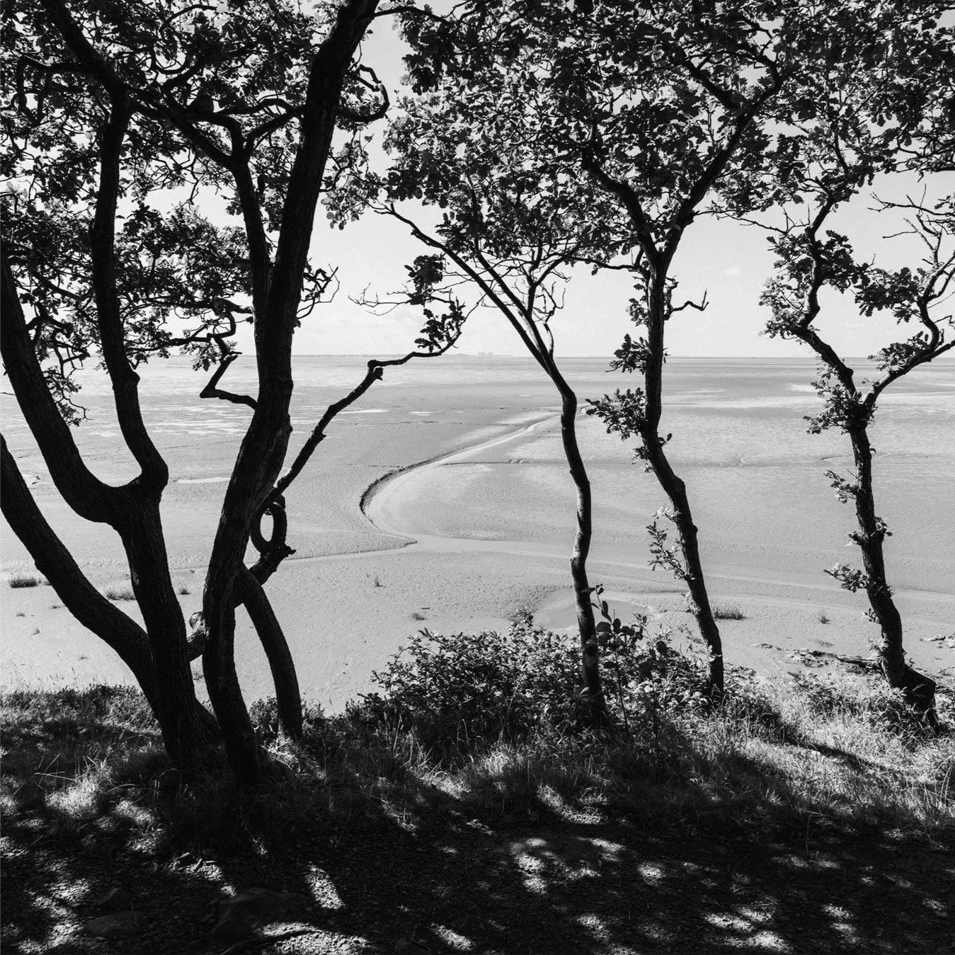 (240806-D1207) Between the trees, Far Arnside (LtdEd.50)