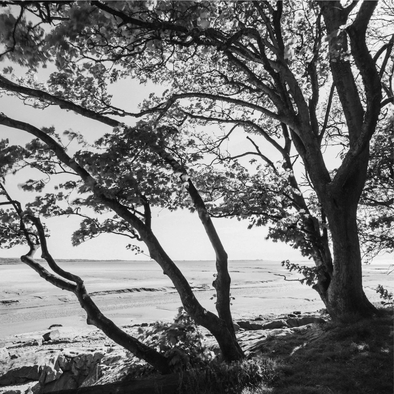 (250507-D005) Wind through leaves, Jenny Brown's Point (LtdEd.50)