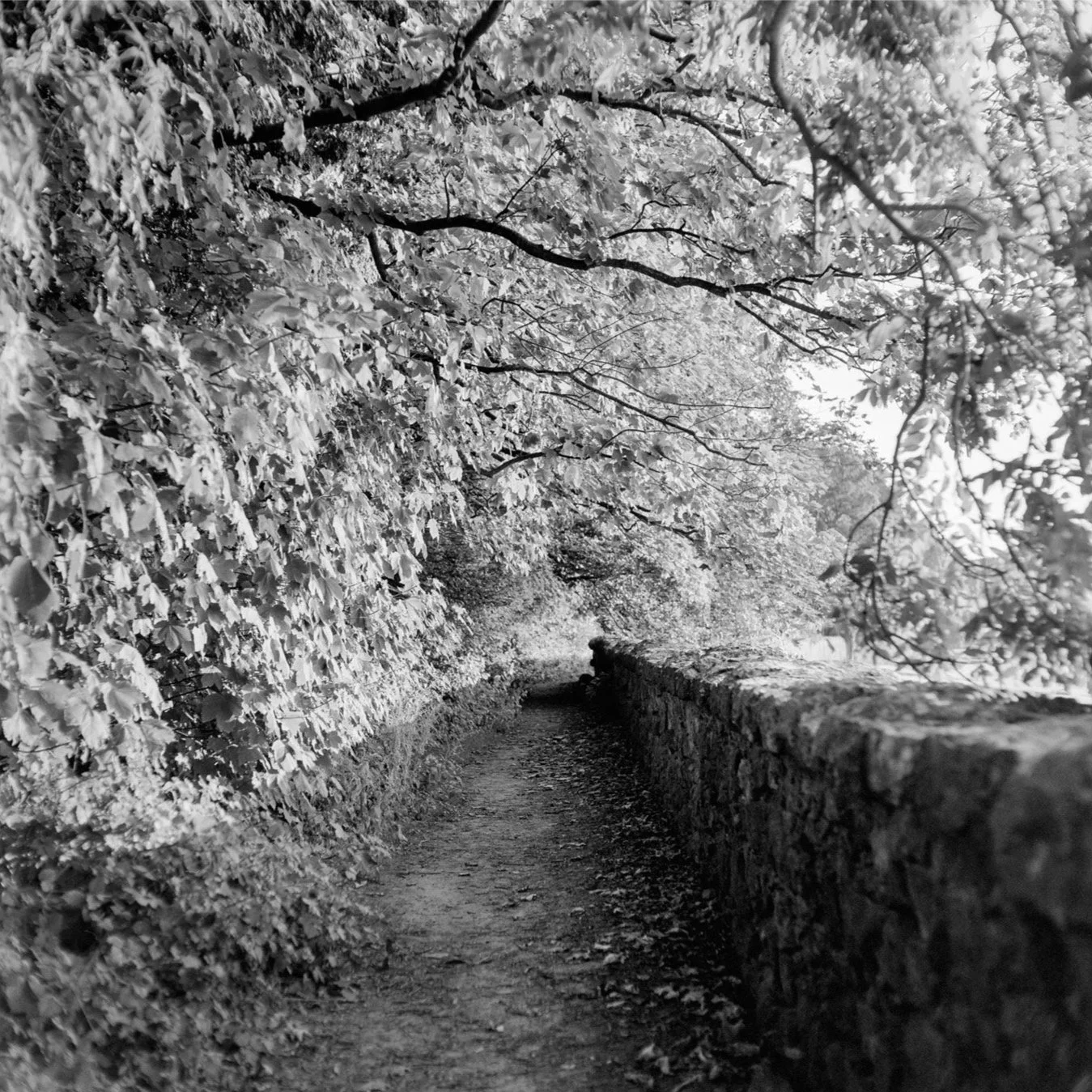 (240729-F0302) Footpath, Arnside (LtdEd.50)