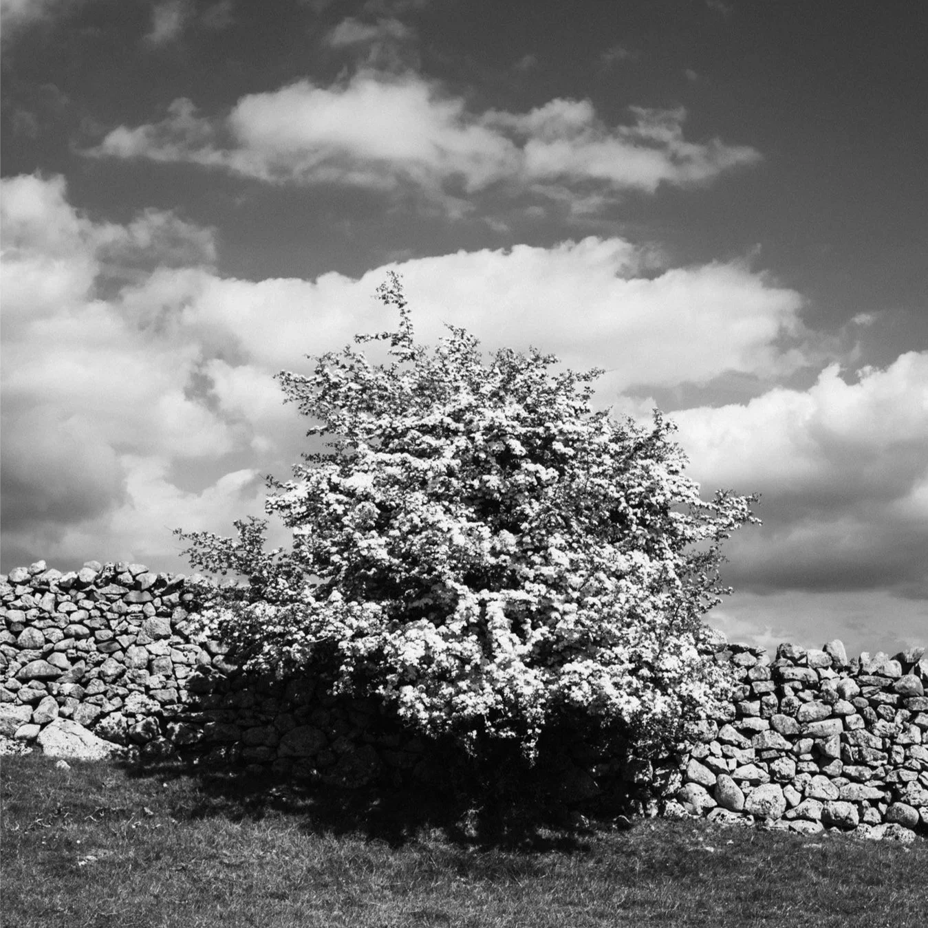 (250507-D007) Hawthorn in blossom, Silverdale (LtdEd.50)