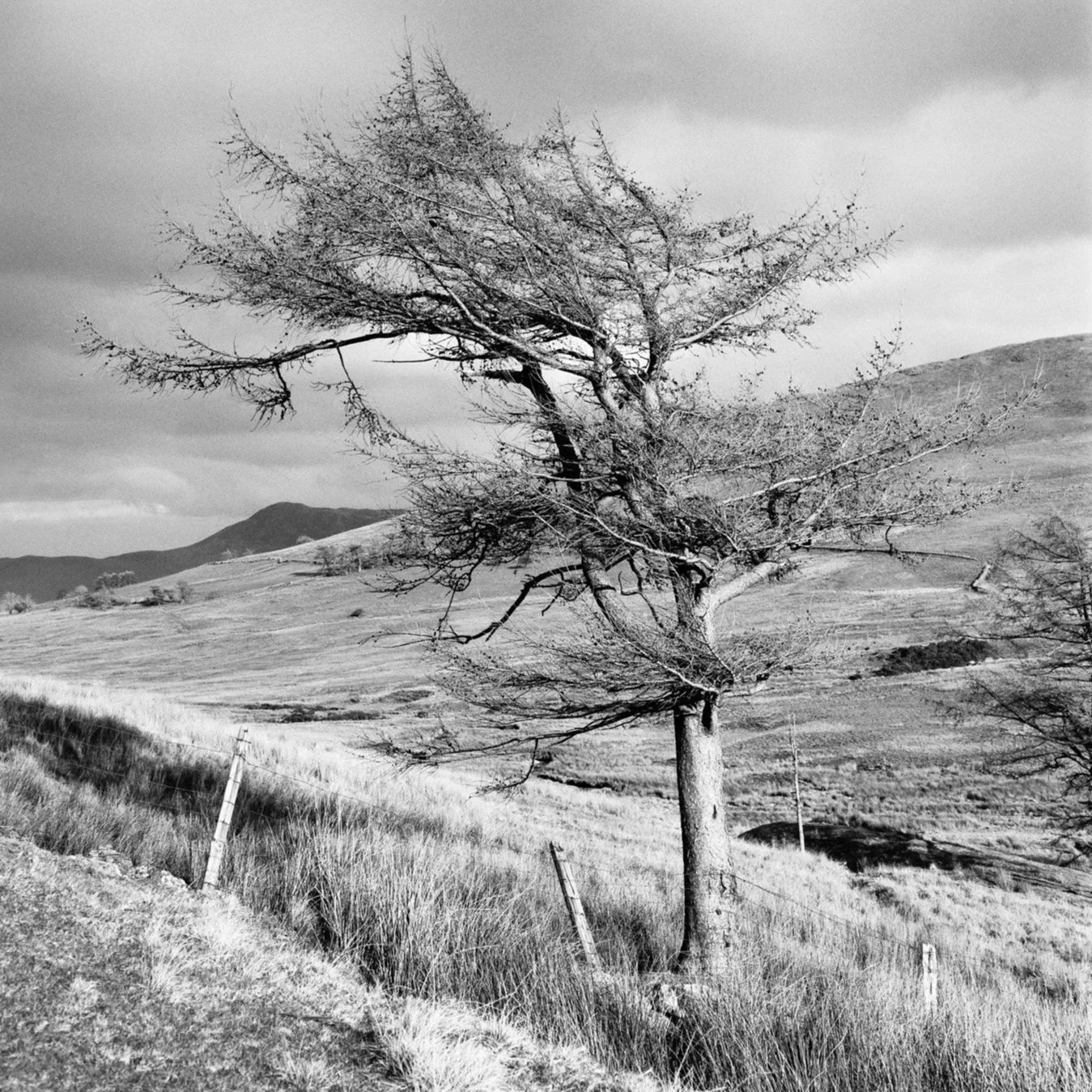 (240306-F1614) Sunlit tree, Keskadale Beck (LtdEd.50)