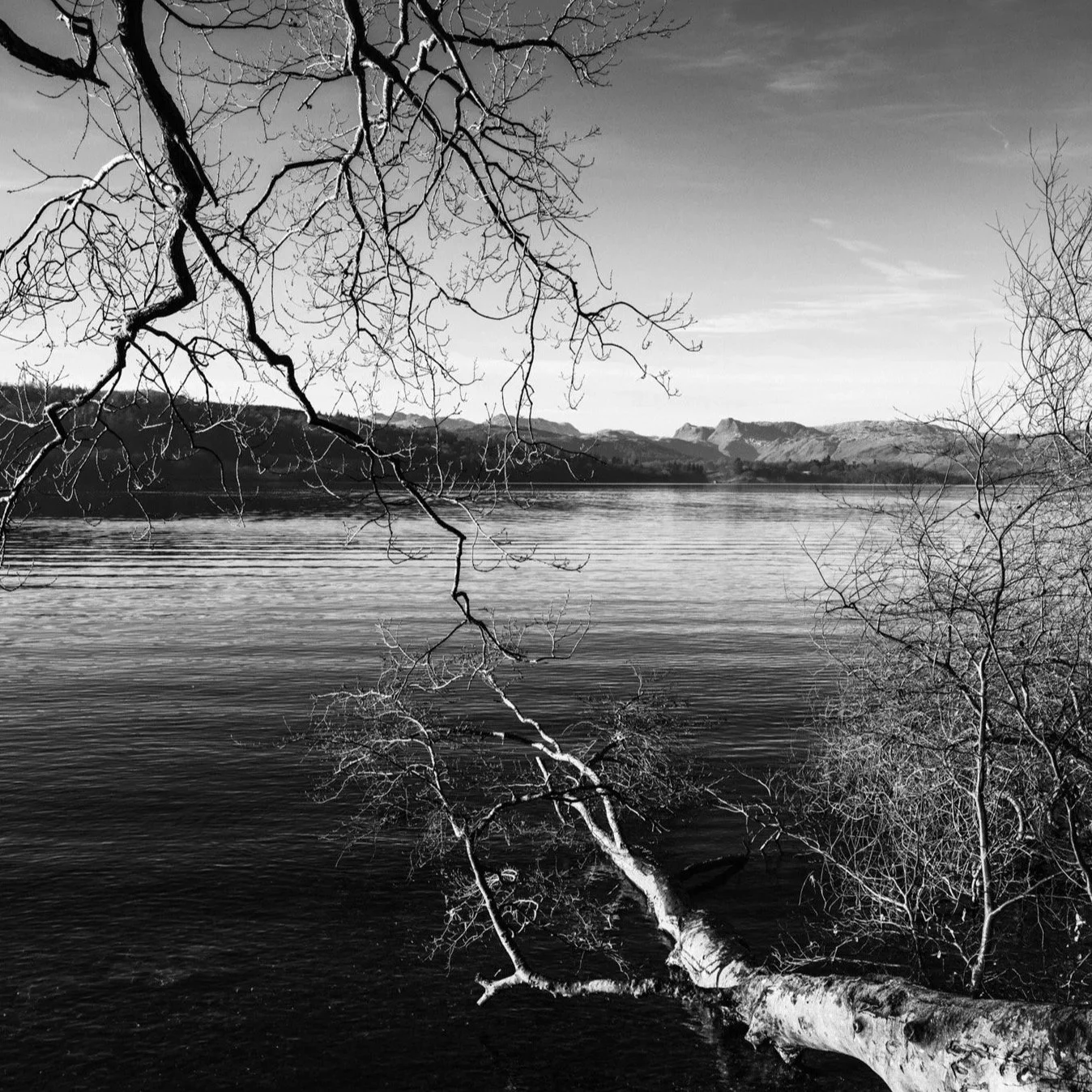 (250116-D006) Sunlit branches, Lake Windermere (LtdEd.50)