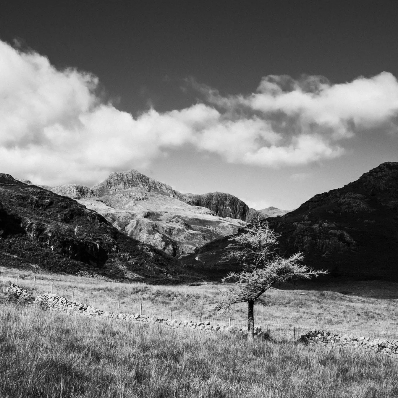 (250922-D002) Sunlit tree and Langdale Fells (LtdEd.50)
