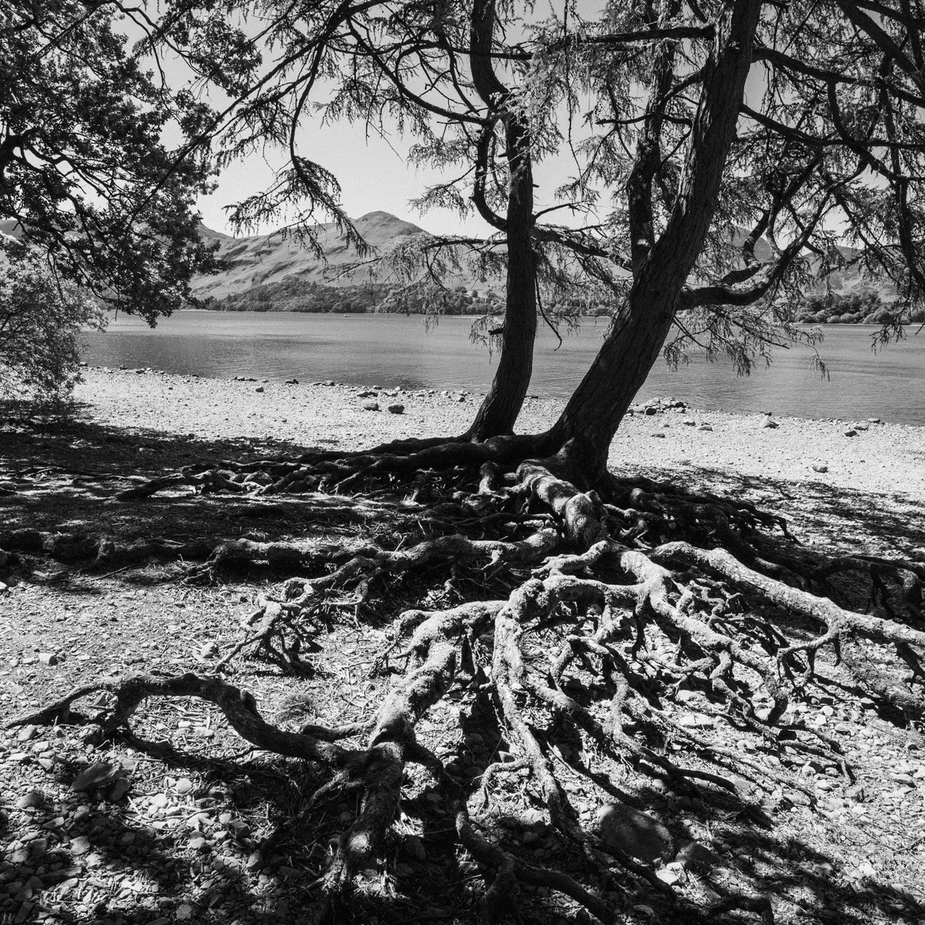 (250516-D001) Exposed roots and Cat Bells, Derwent Water (LtdEd.50)