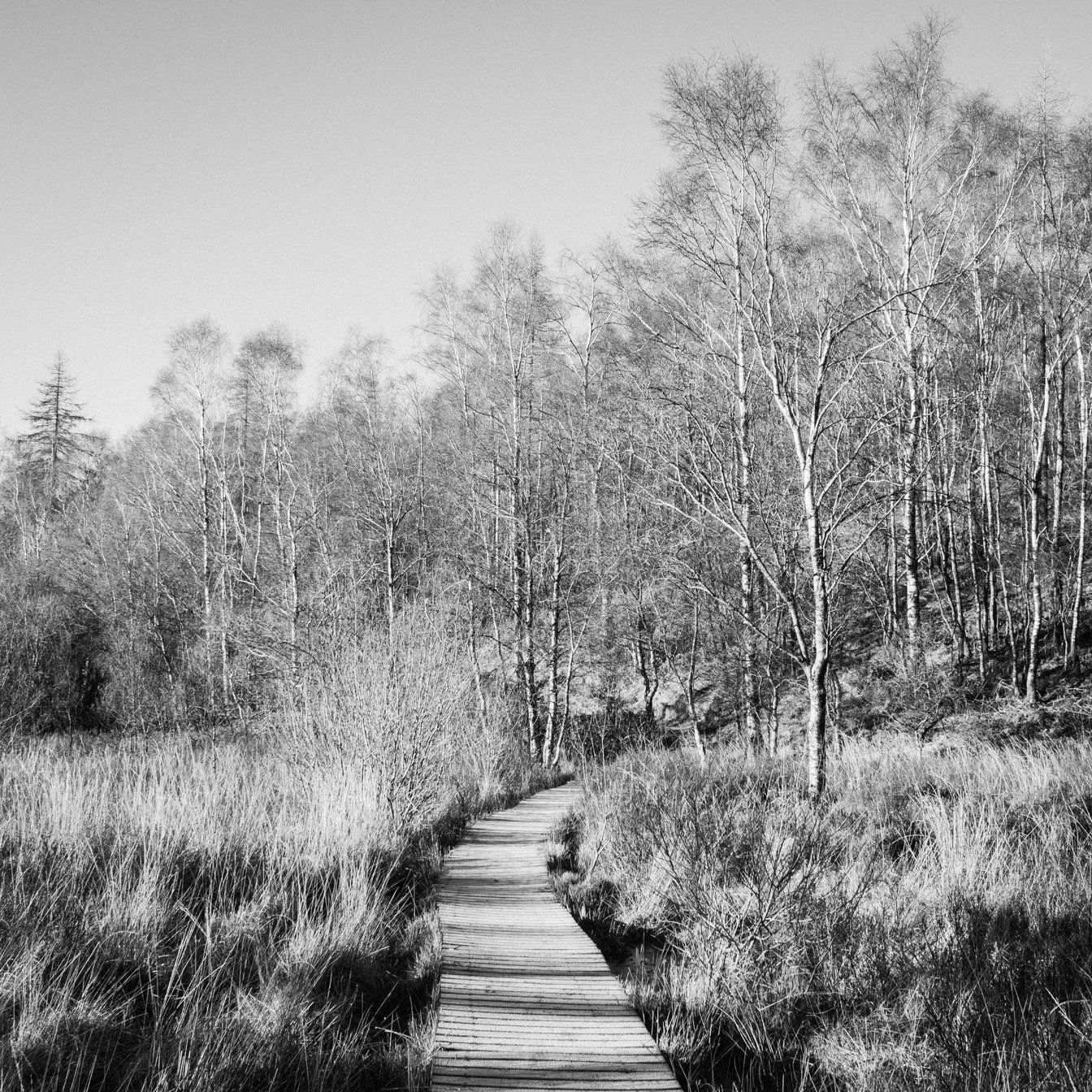 (260103-D023) Morning frost, High Dam, Finsthwaite (LtdEd.50)