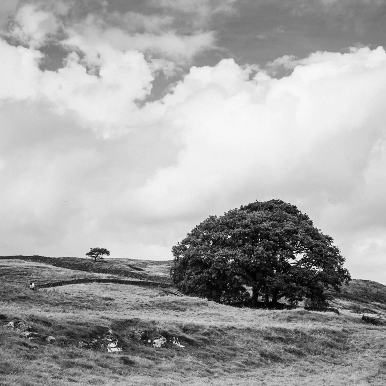 (250811-D001) Torver Back Common, nr Coniston Water (LtdEd.50)