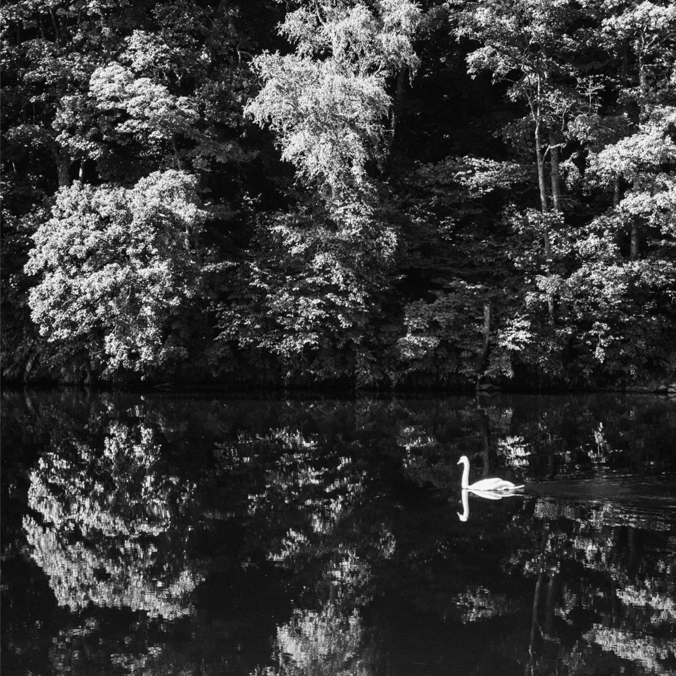 (250711-D007) Lone swan, River Lune  (LtdEd.50)