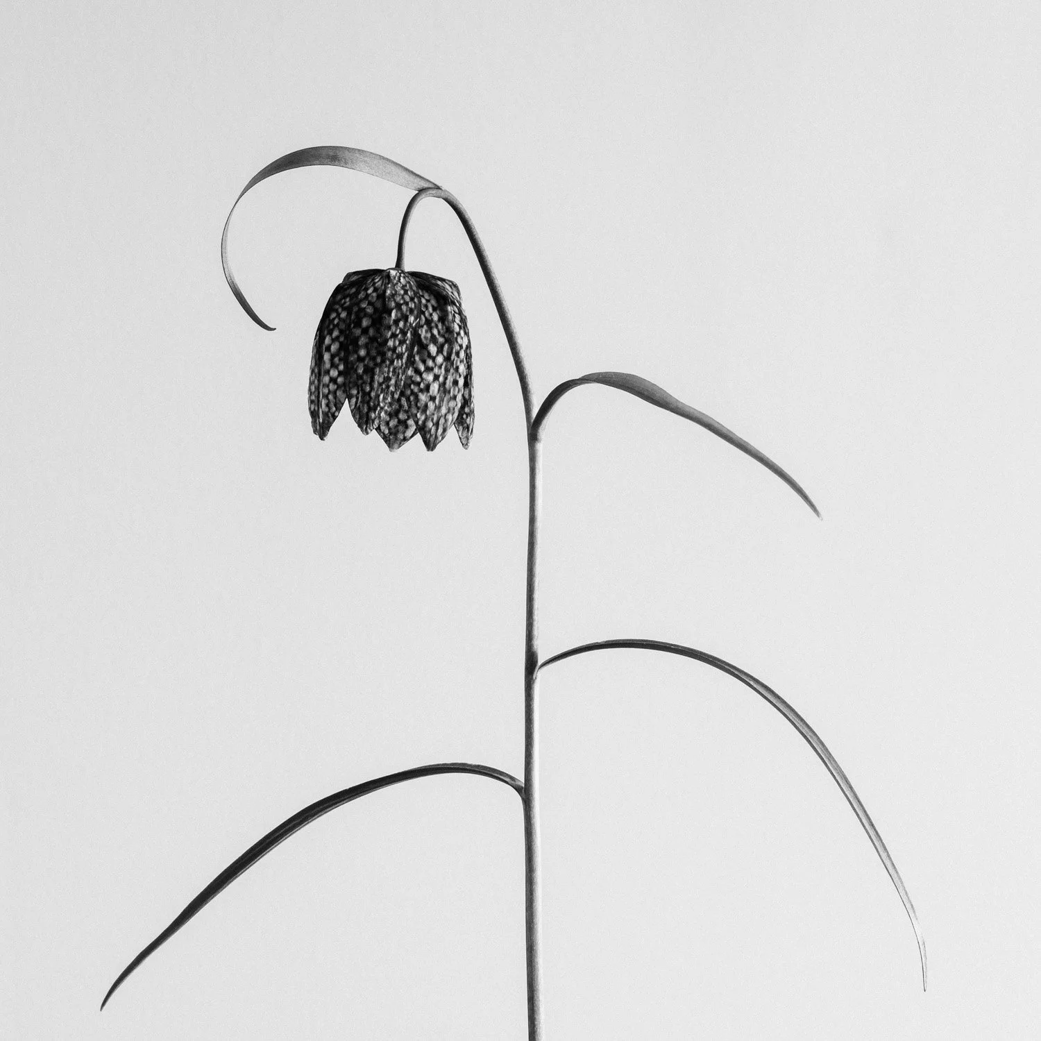(260319-D002) Snakes-head Fritillary No. 2