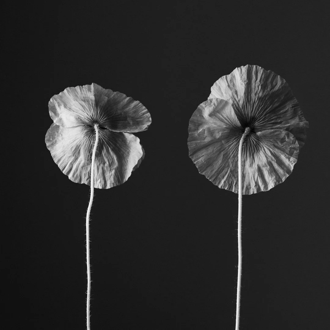(260619_D005) Field Poppy No. 5
