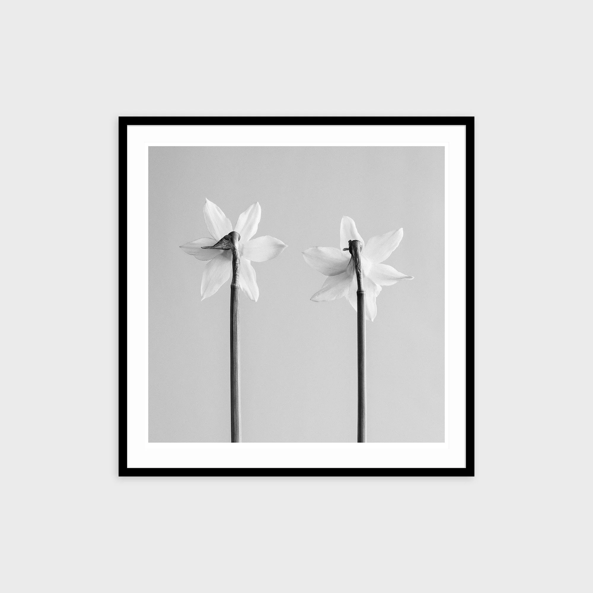 Narcissus Tete-a-tete No. 3