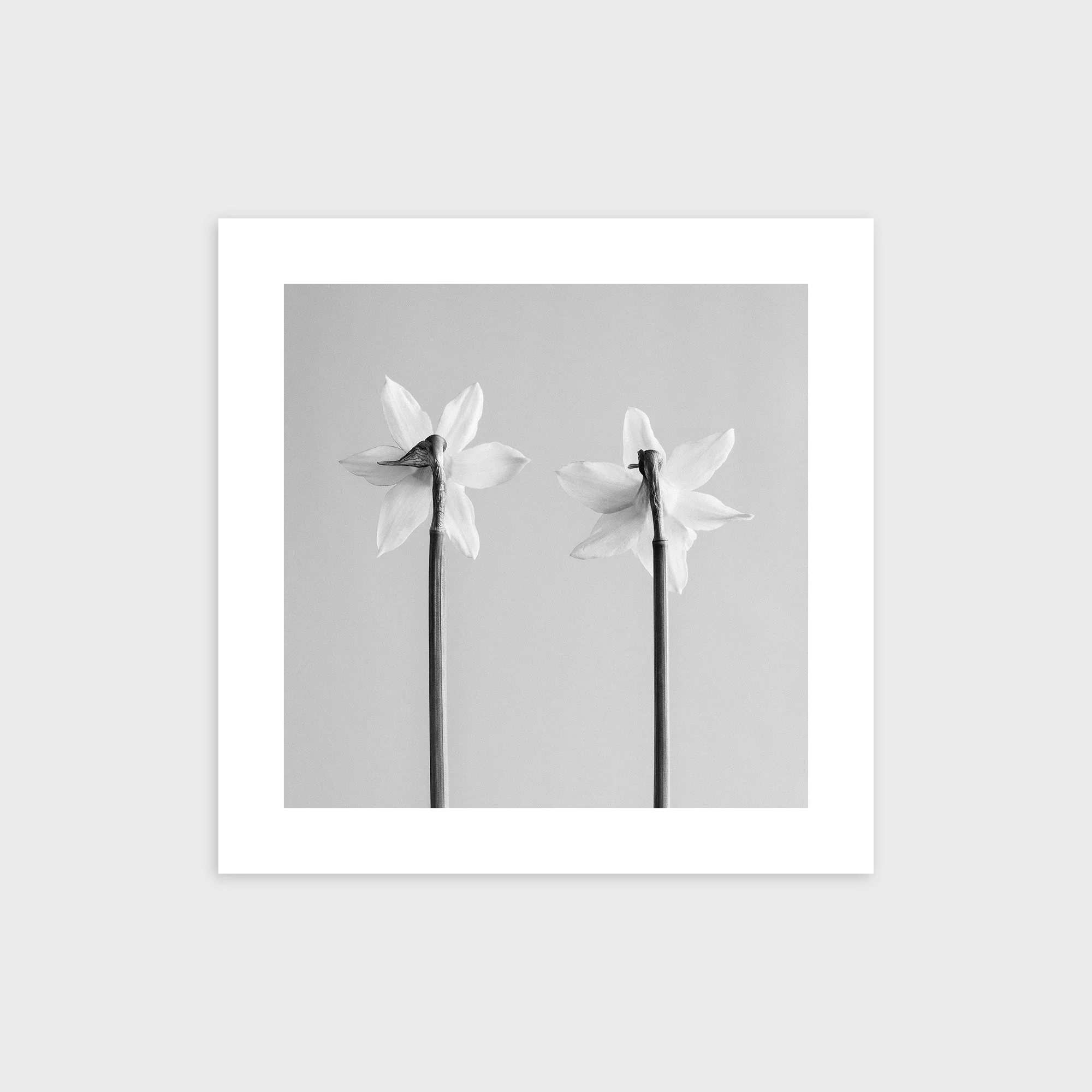 Narcissus Tete-a-tete No. 3