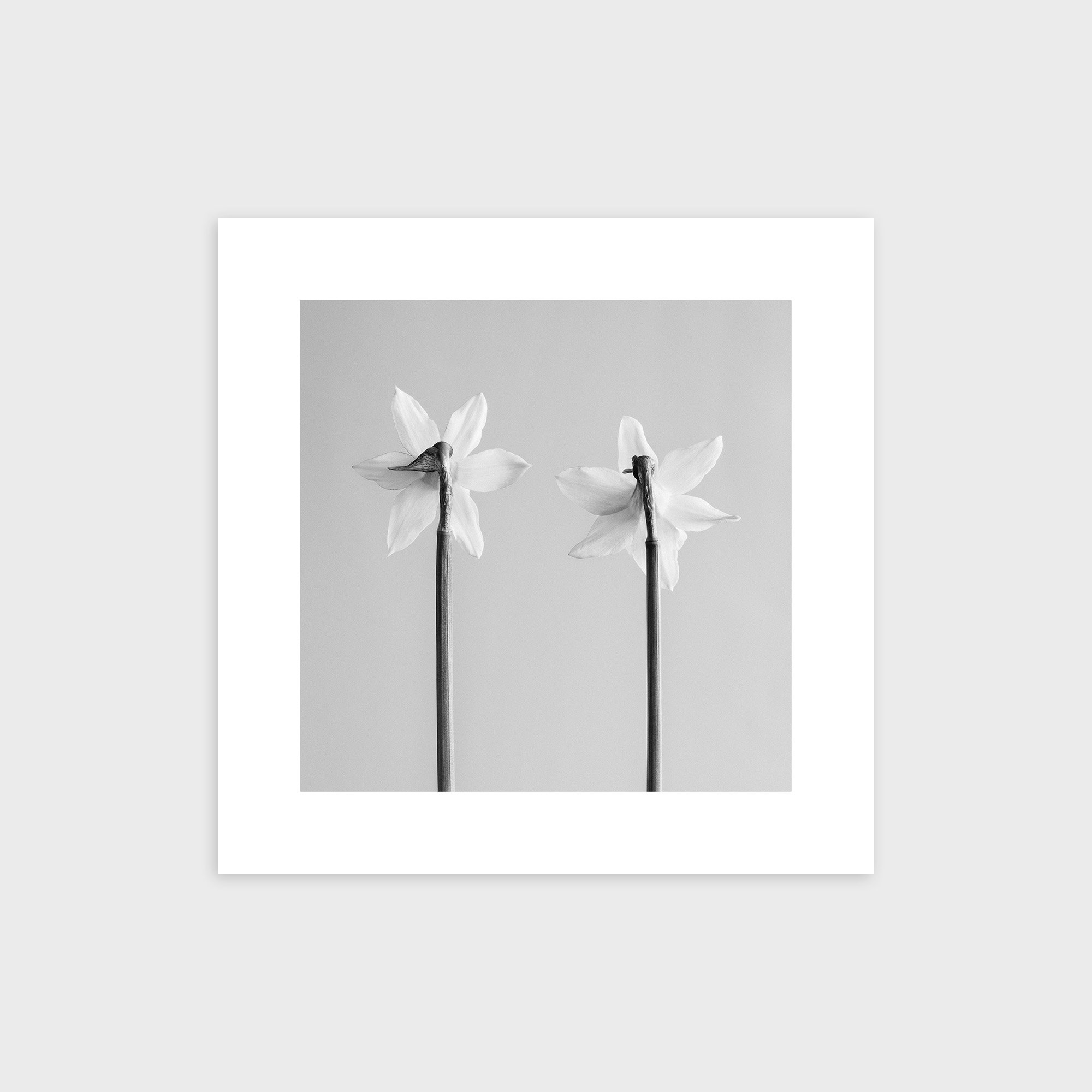 Narcissus Tete-a-tete No. 3