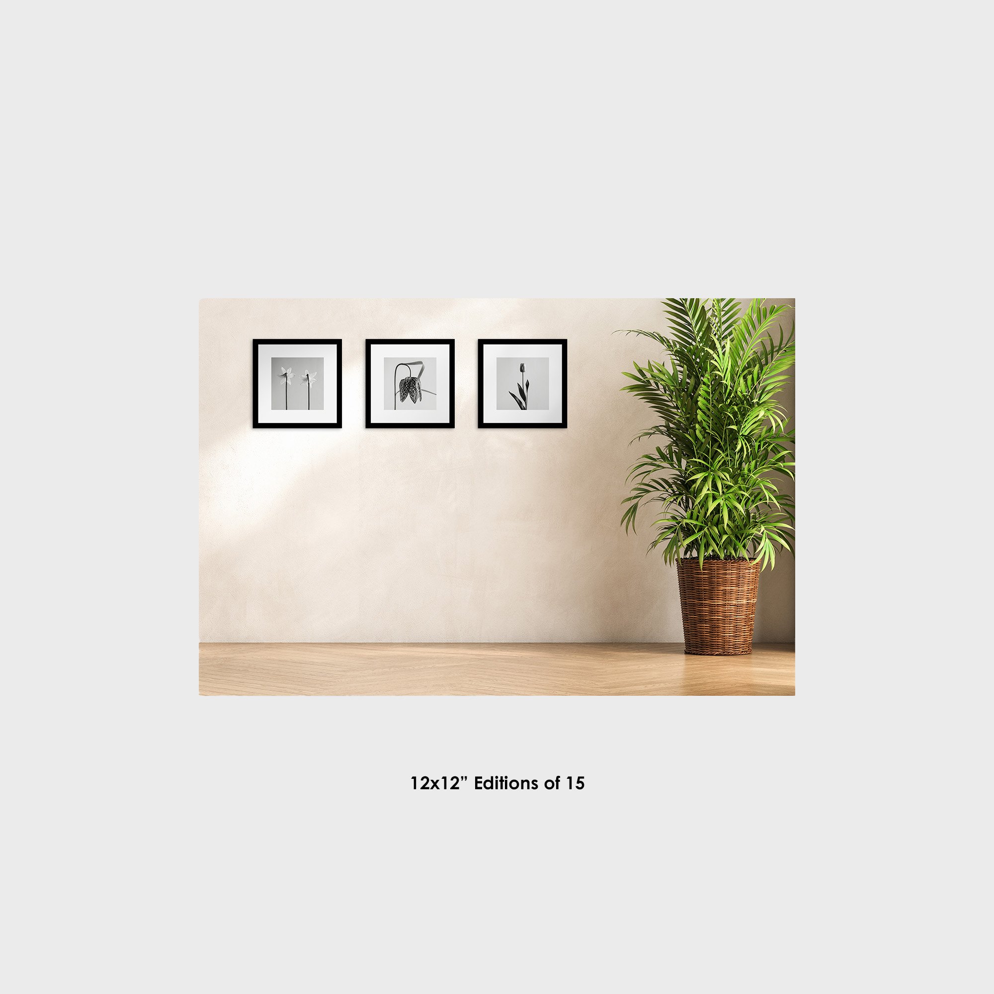 Limited_Edition_Photography_12x12in.jpg