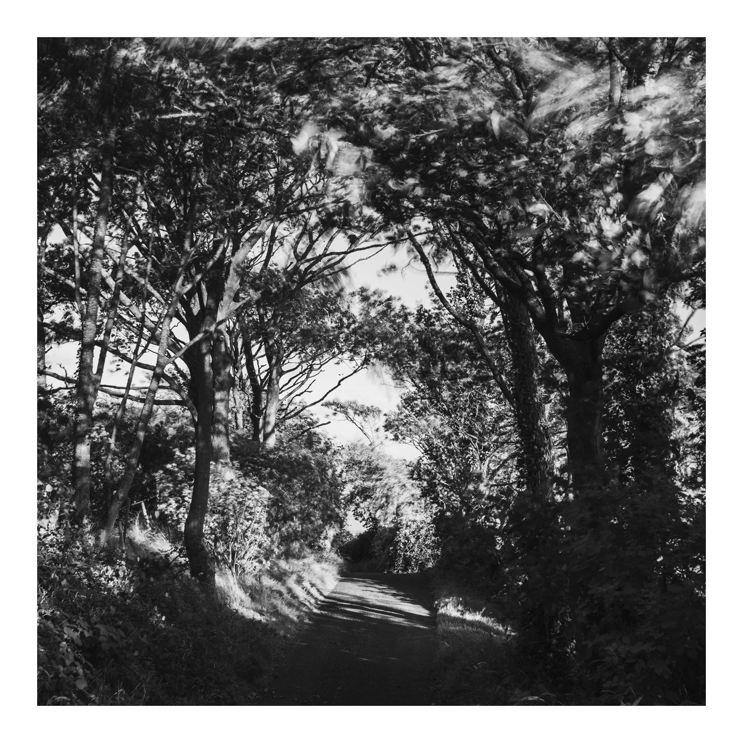 (250804-D012) Road to Jenny Brown's Point, Silverdale (LtdEd.50)