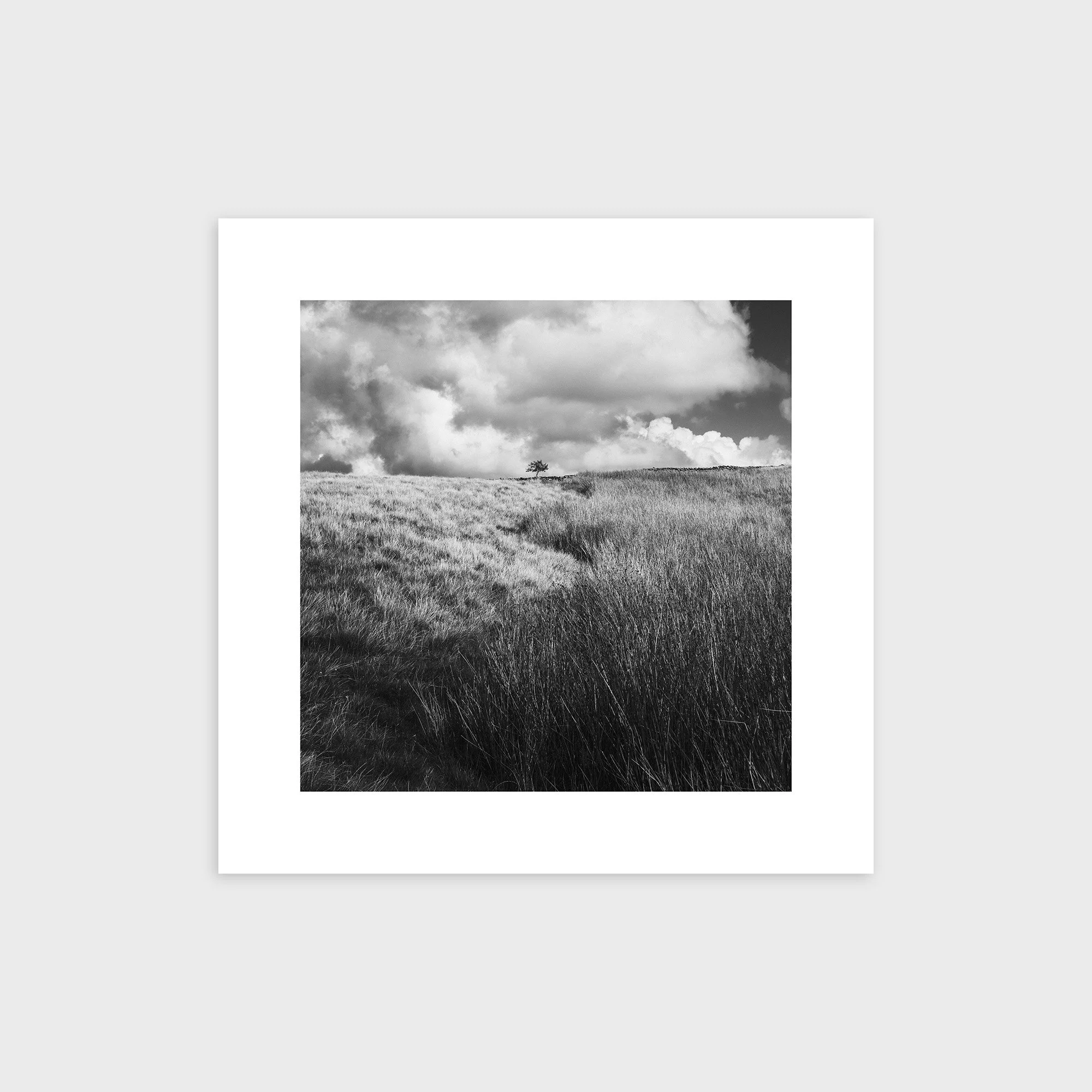 Lone Tree, Caton Moor, Lancashire