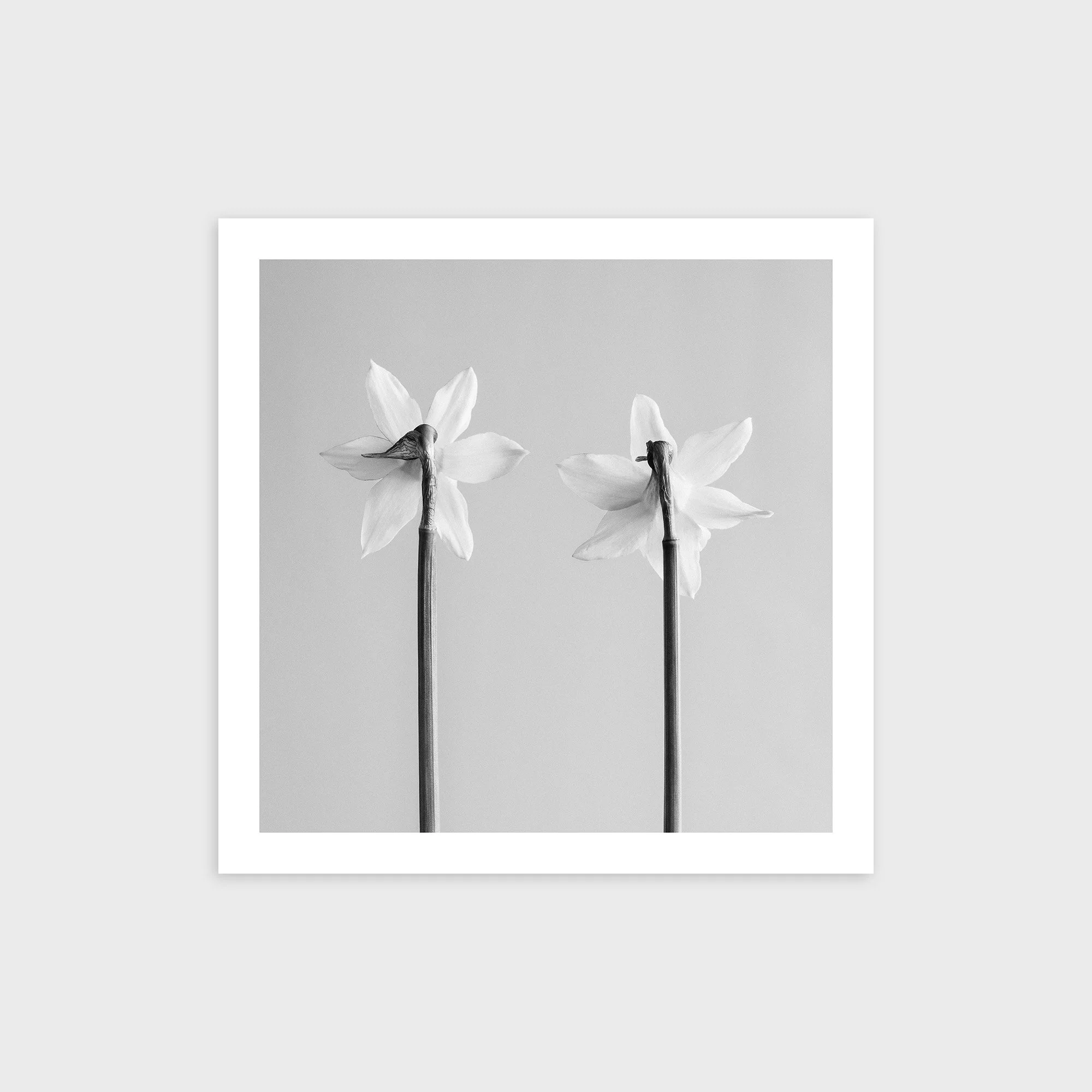 Narcissus Tete-a-tete No. 3