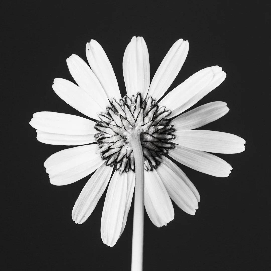 (260619-D009) Oxeye Daisy No.3
