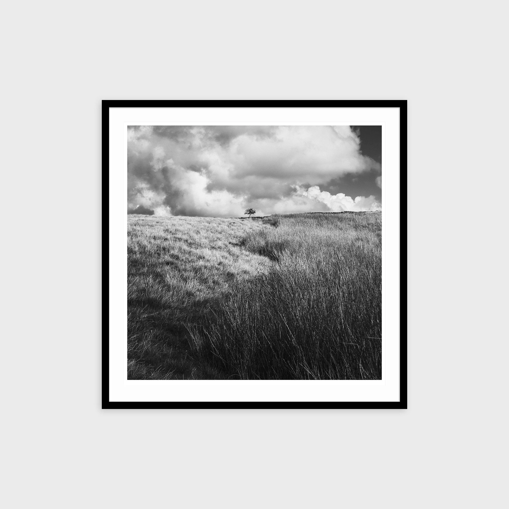 Lone Tree, Caton Moor, Lancashire