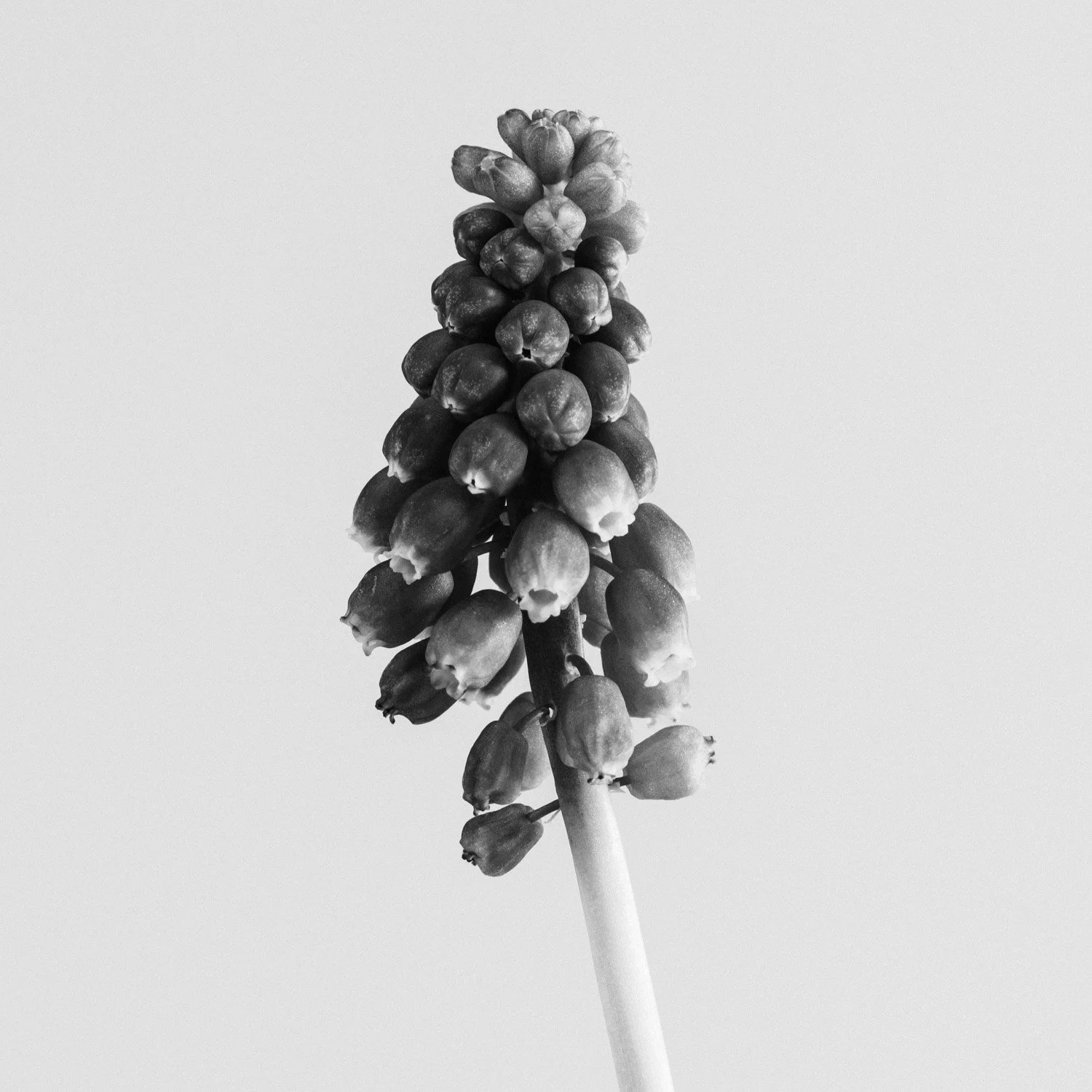 (260318-D001) Grape Hyacinth No. 1